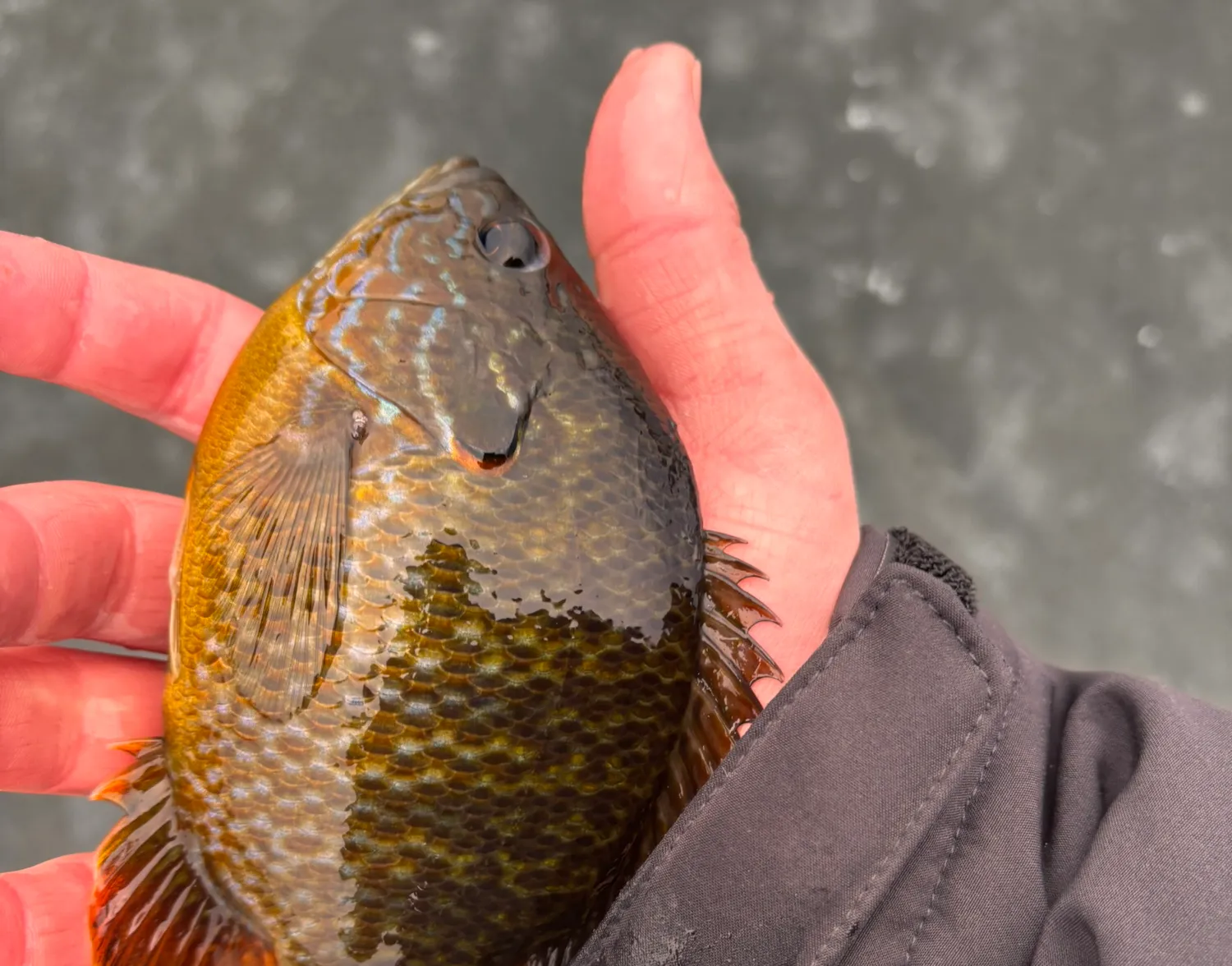 Pumpkinseed x Green sunfish