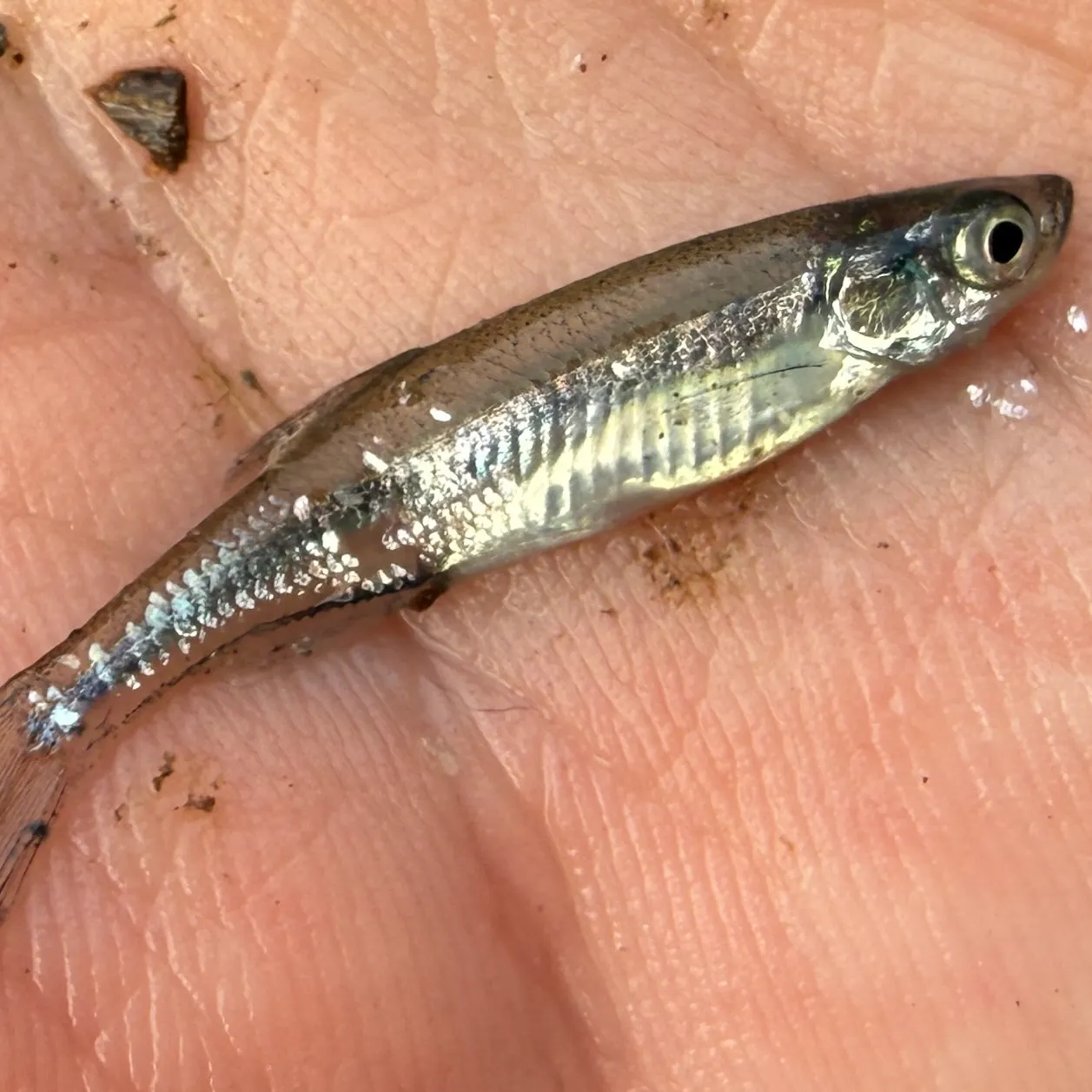 The most recent Eastern silvery minnow catches on Fishbrain