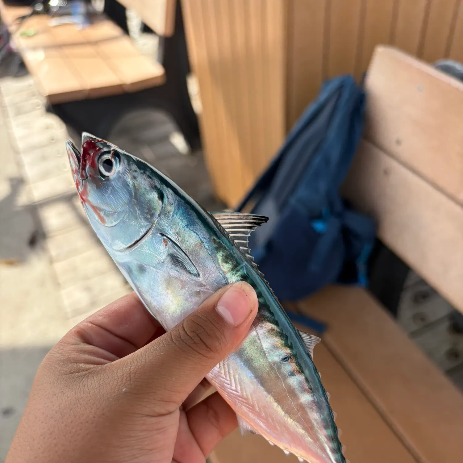 The most recent Narrow-barred Spanish mackerel catches on Fishbrain