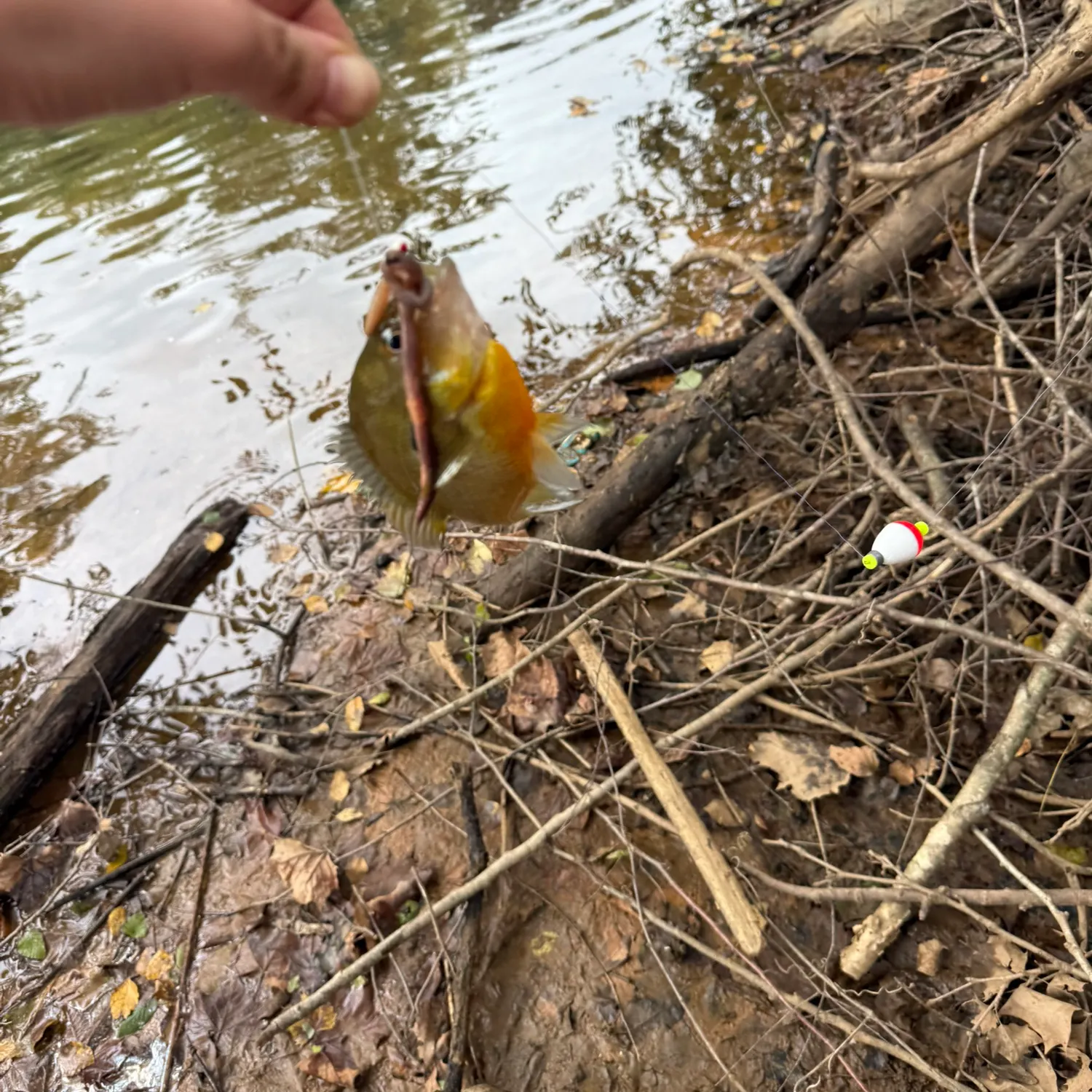 Redbreast sunfish caught on Fishbrain