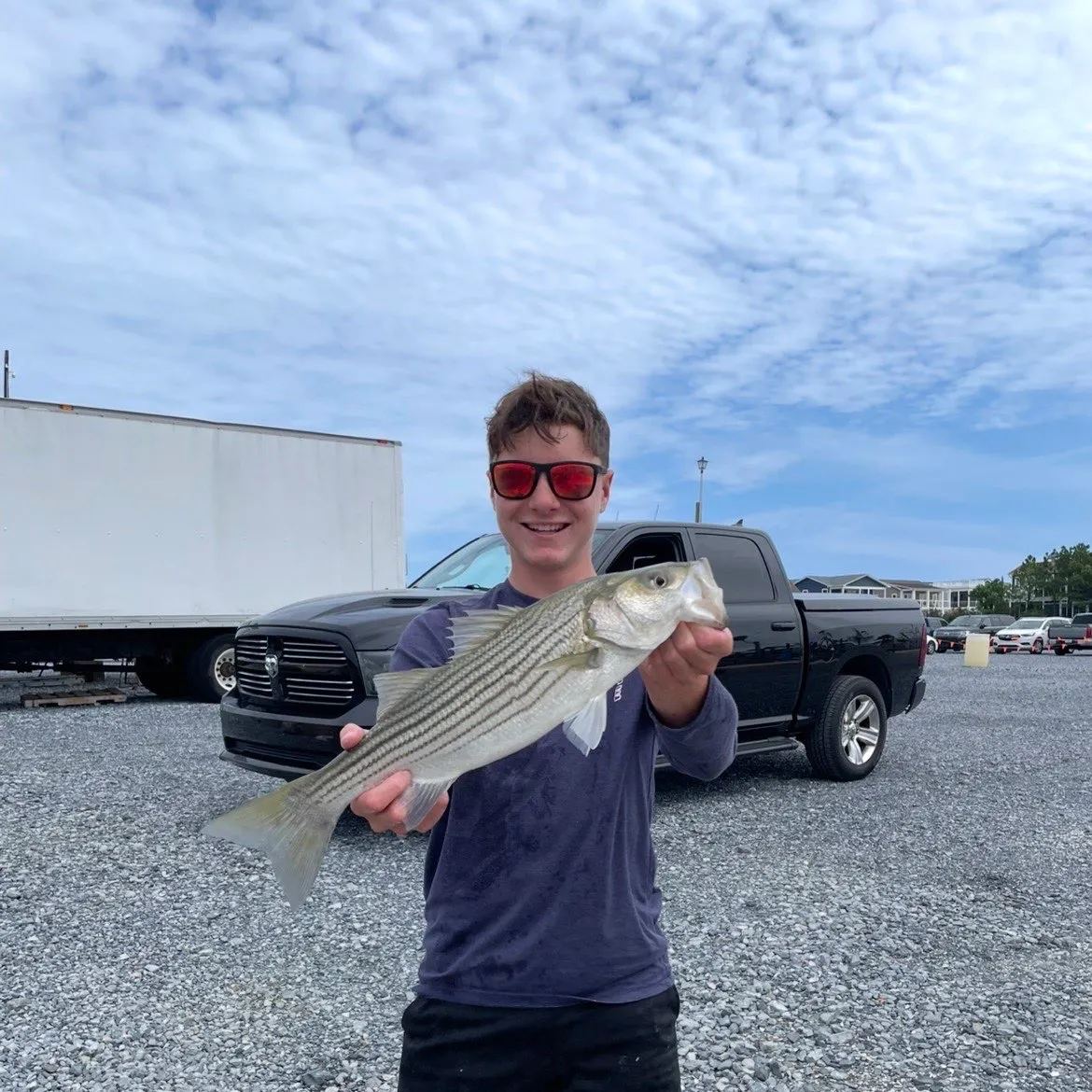 Striped bass caught on Fishbrain