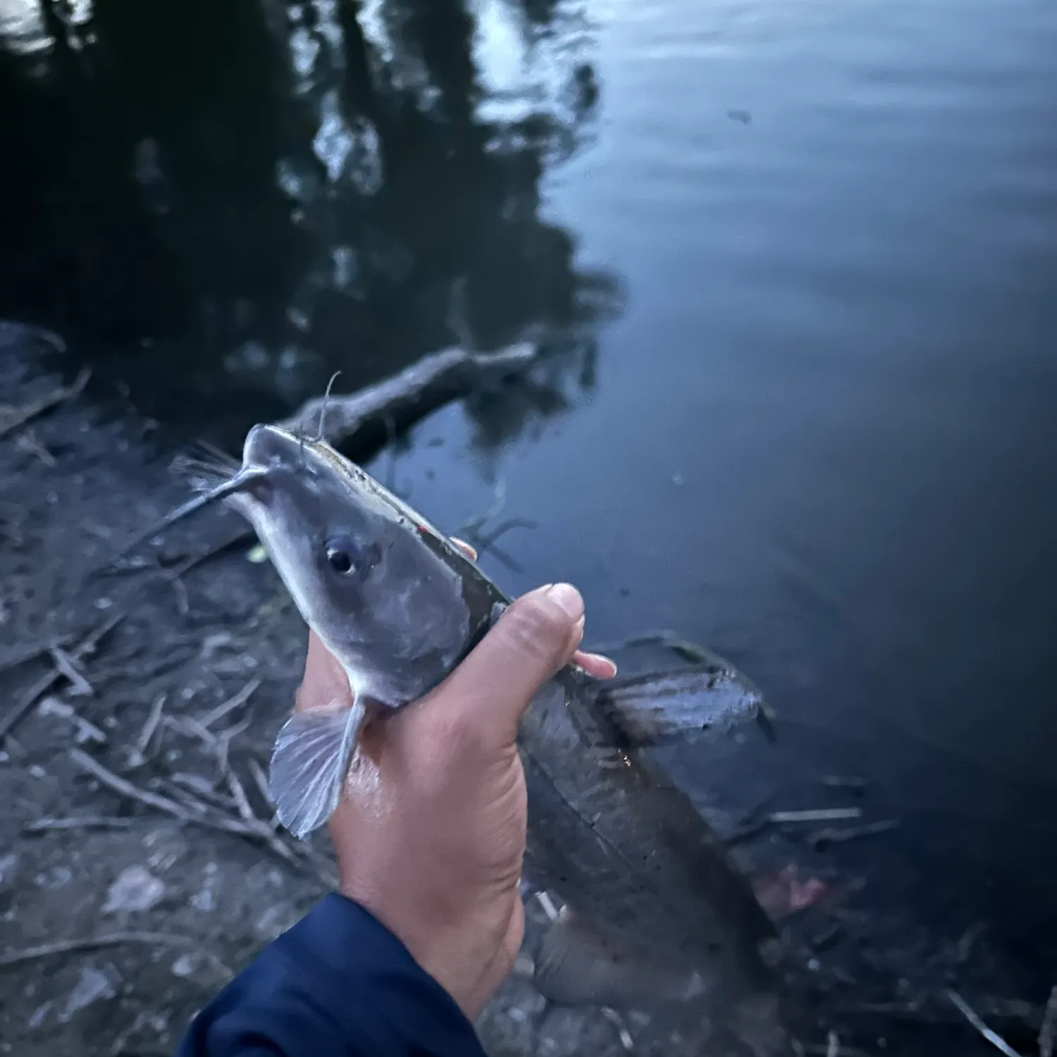 Channel catfish caught on Fishbrain