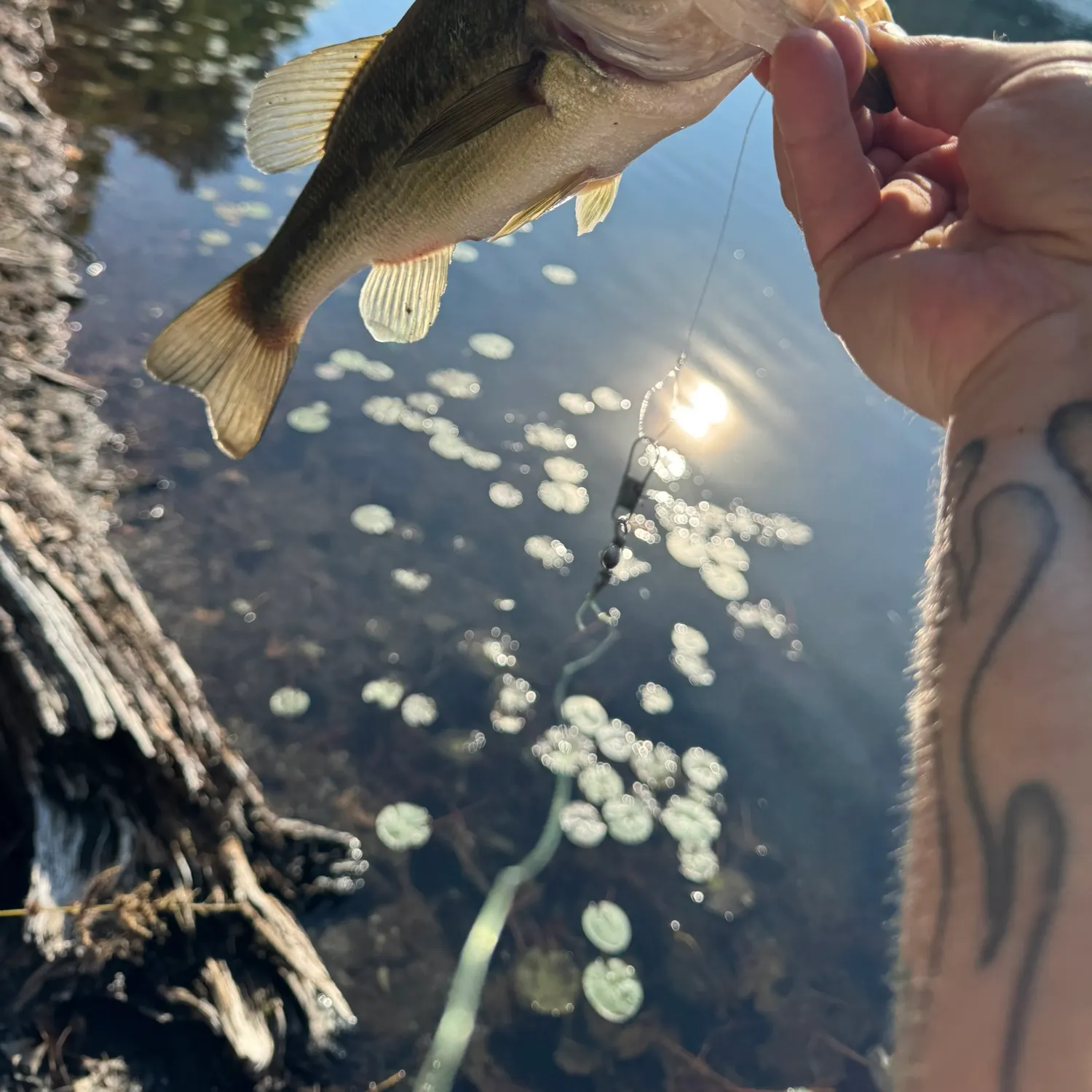 Largemouth bass caught on Fishbrain