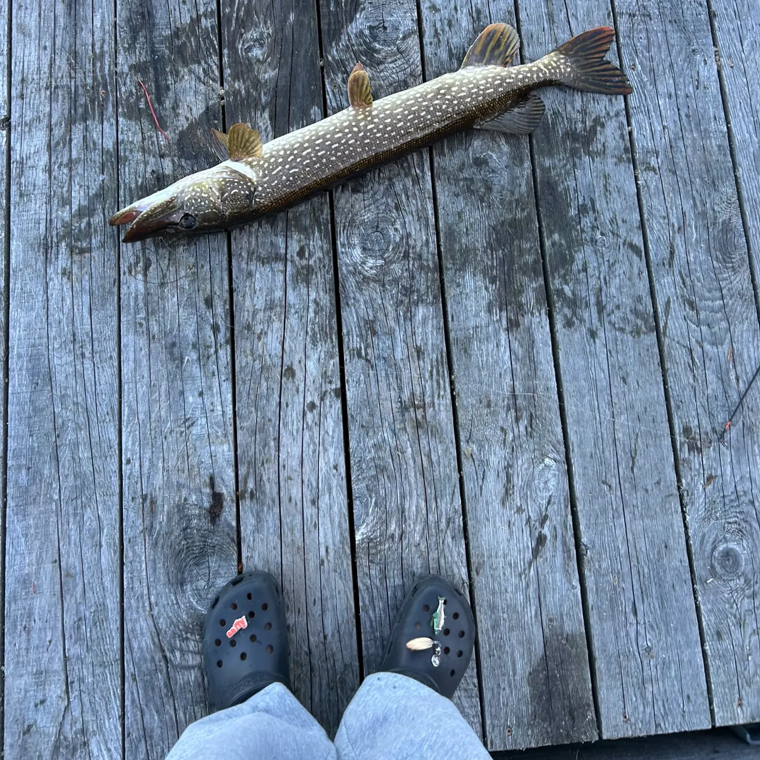 Northern pike caught on Fishbrain