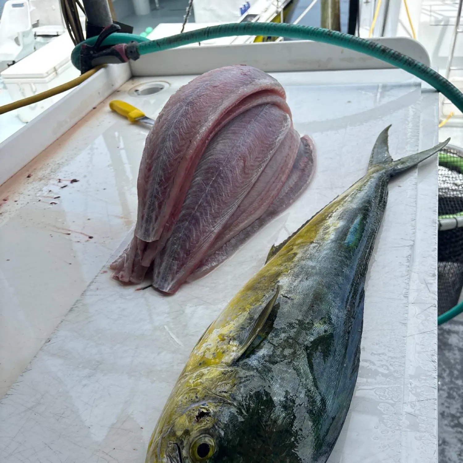 The most recent Common dolphinfish catches on Fishbrain