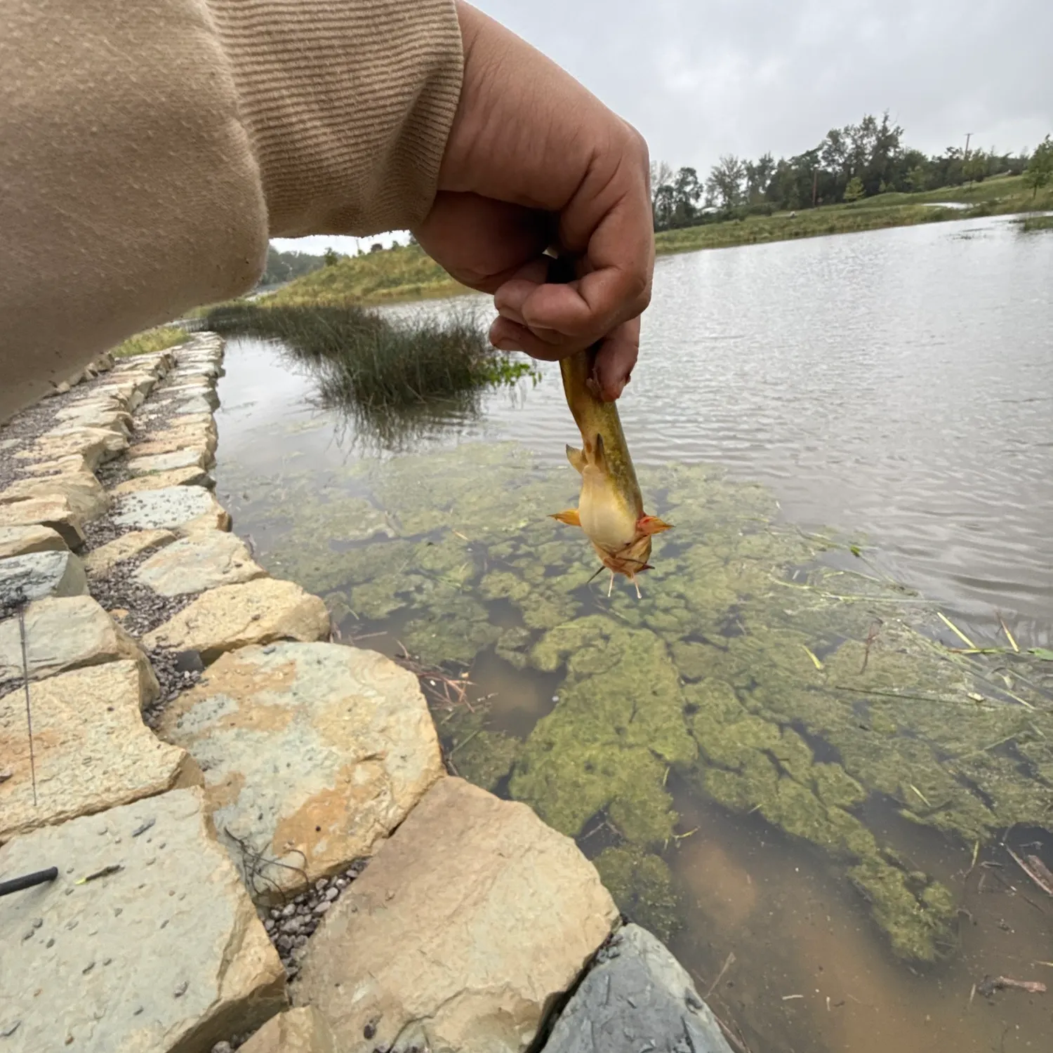 Black bullhead caught on Fishbrain