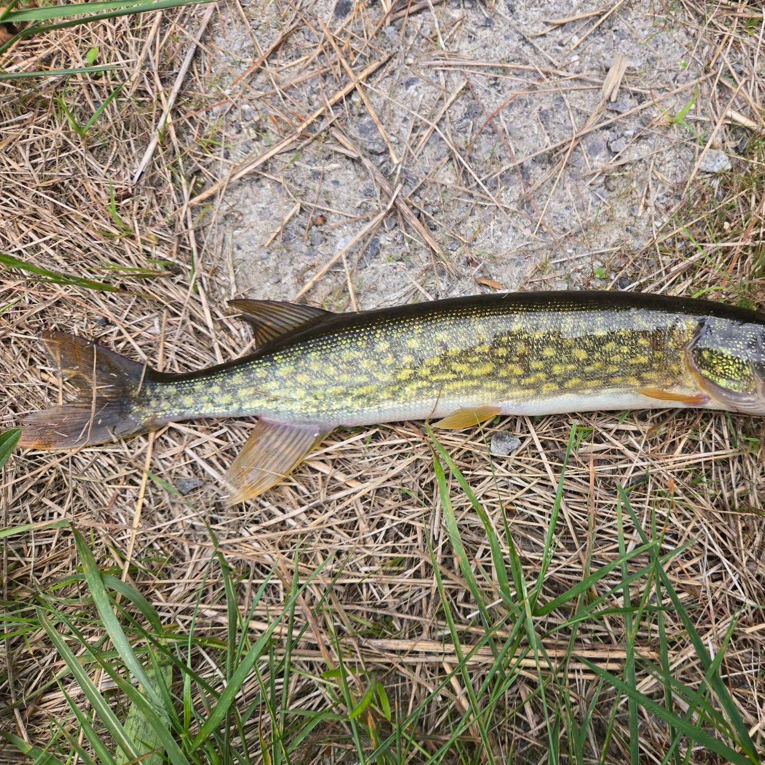 Chain pickerel caught on Fishbrain