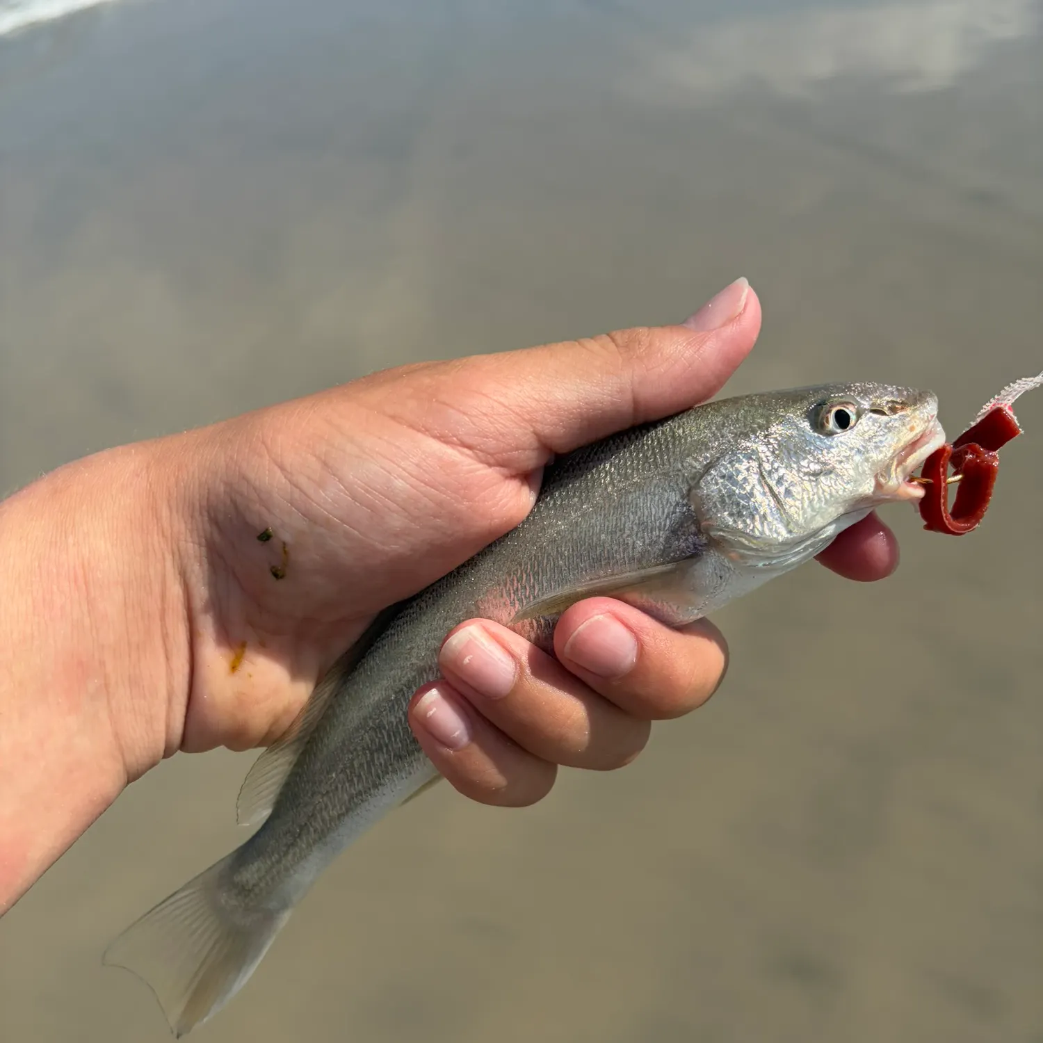 The most recent Southern kingcroaker catches on Fishbrain