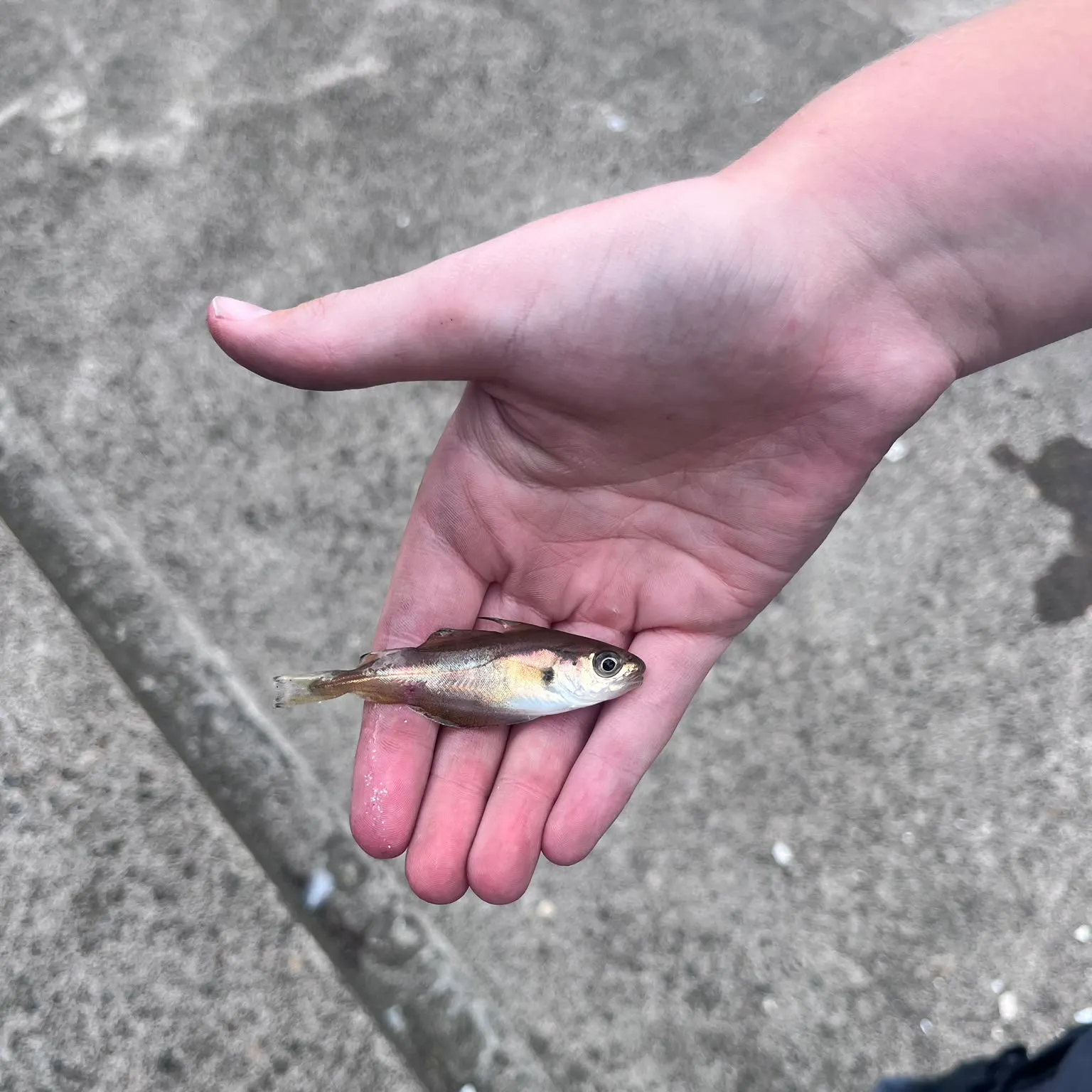 The most recent Pouting catches on Fishbrain