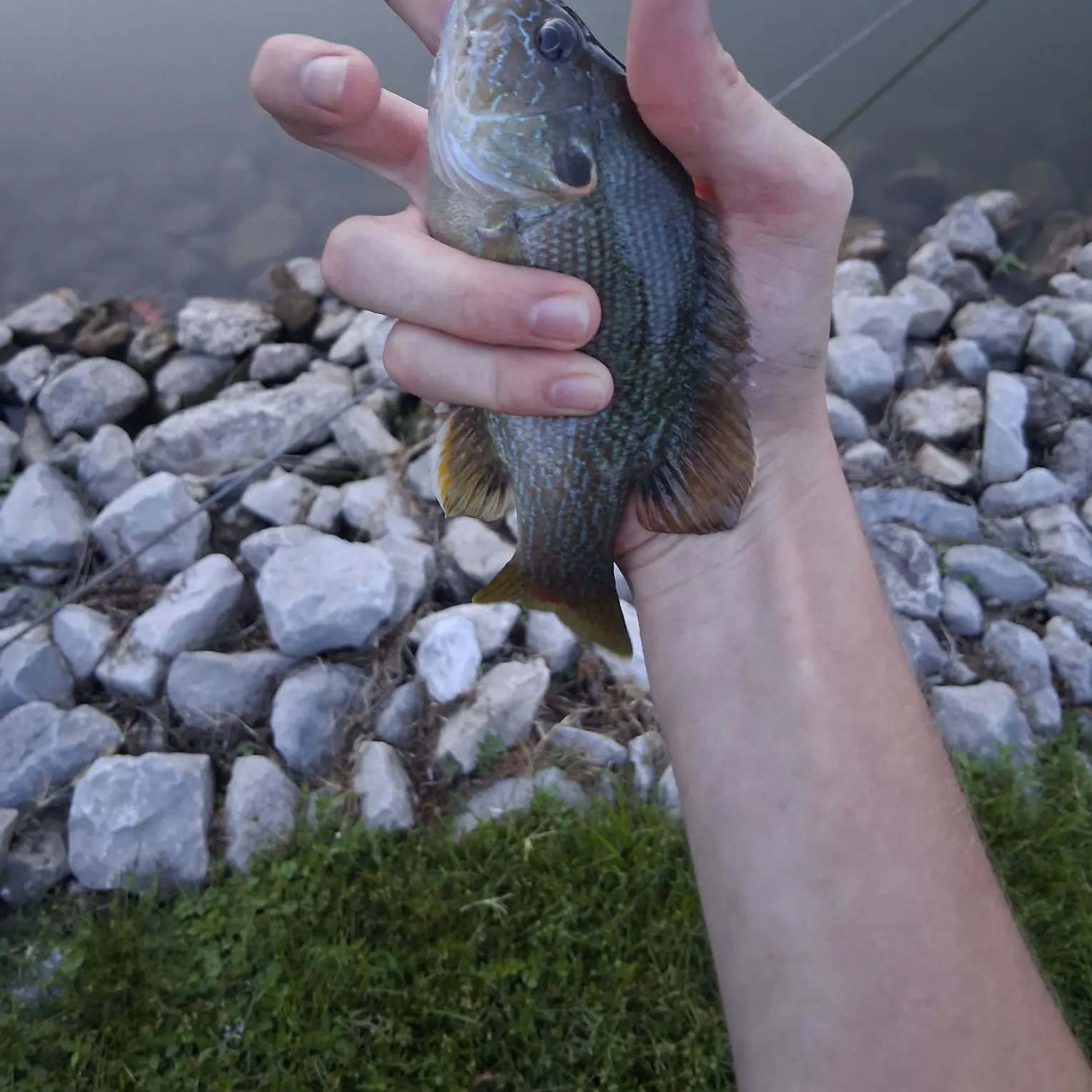 Green sunfish caught on Fishbrain