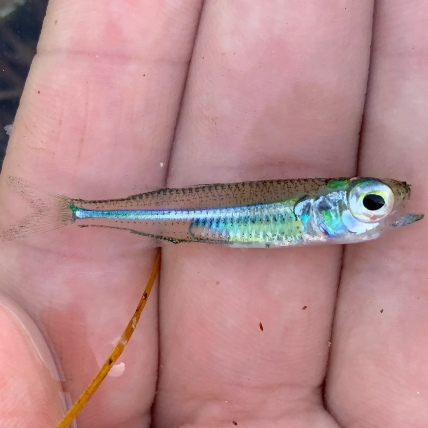 The most recent Hardhead silverside catches on Fishbrain