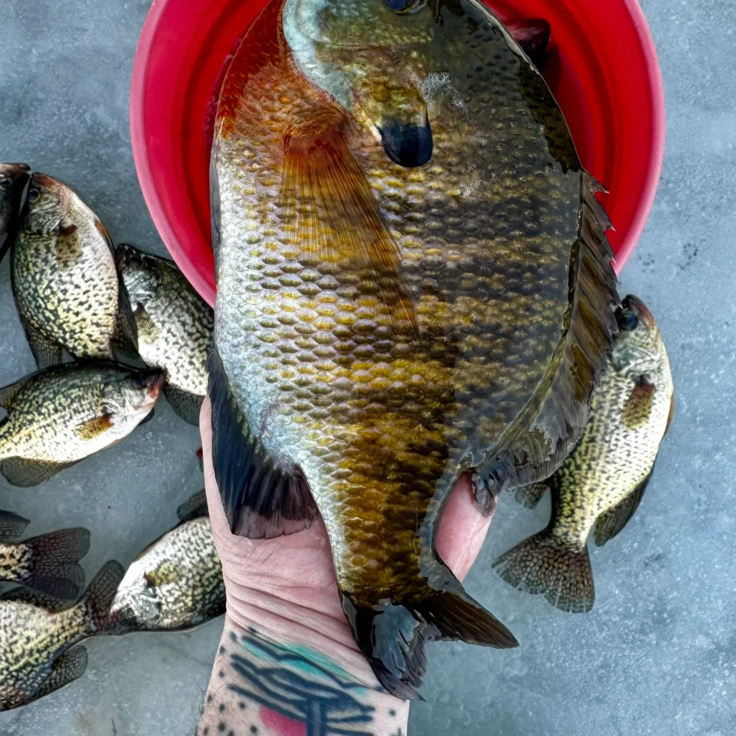 recently logged catches