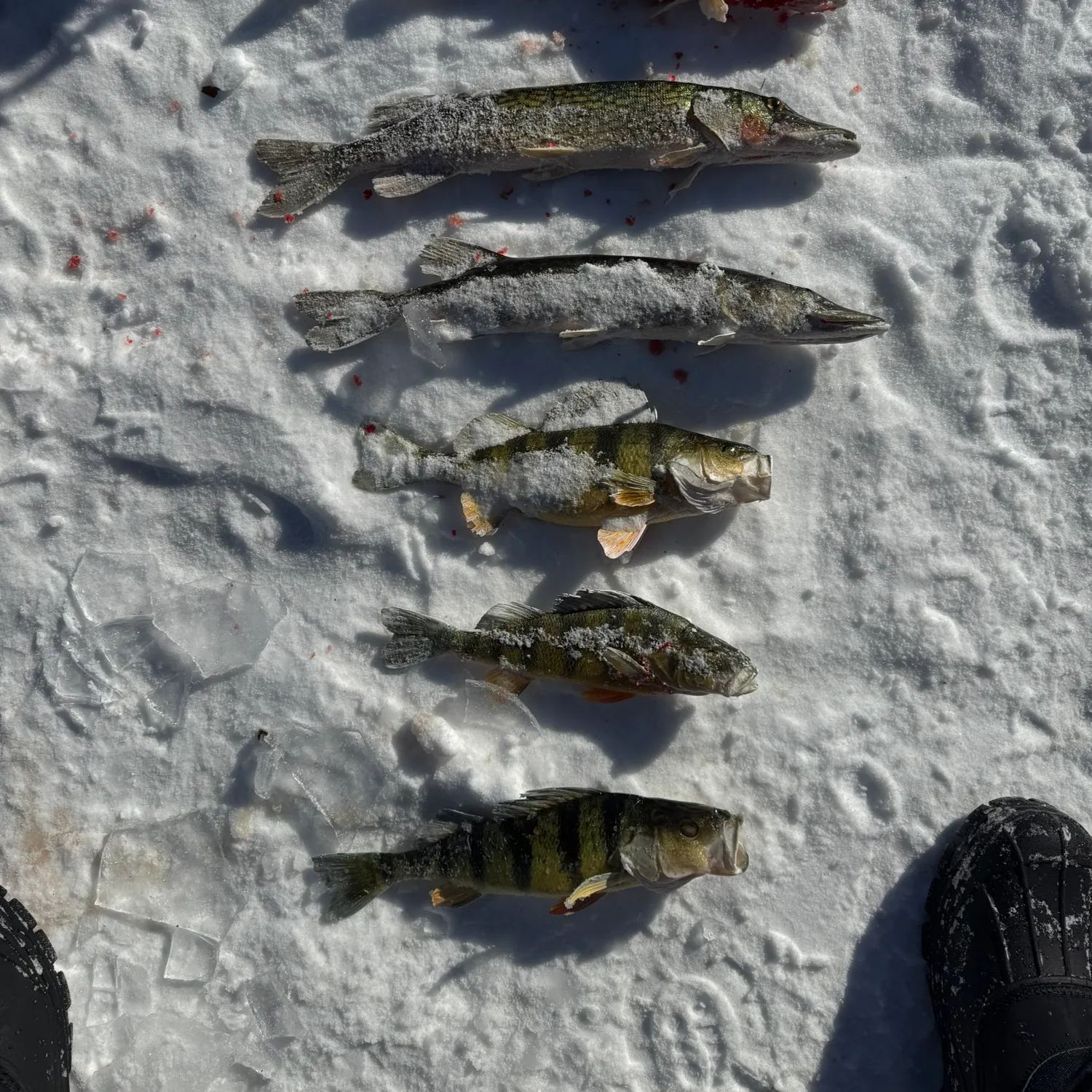 recently logged catches