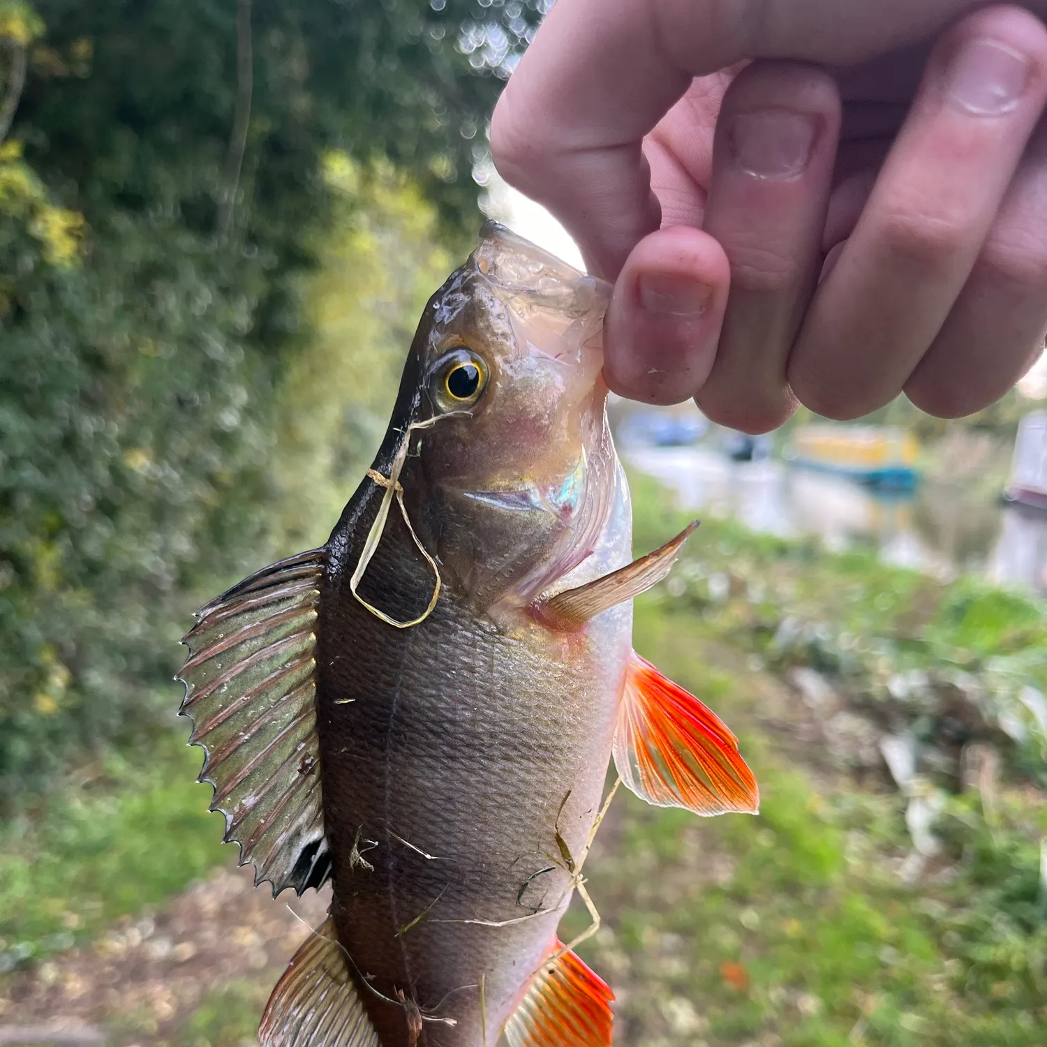 catch