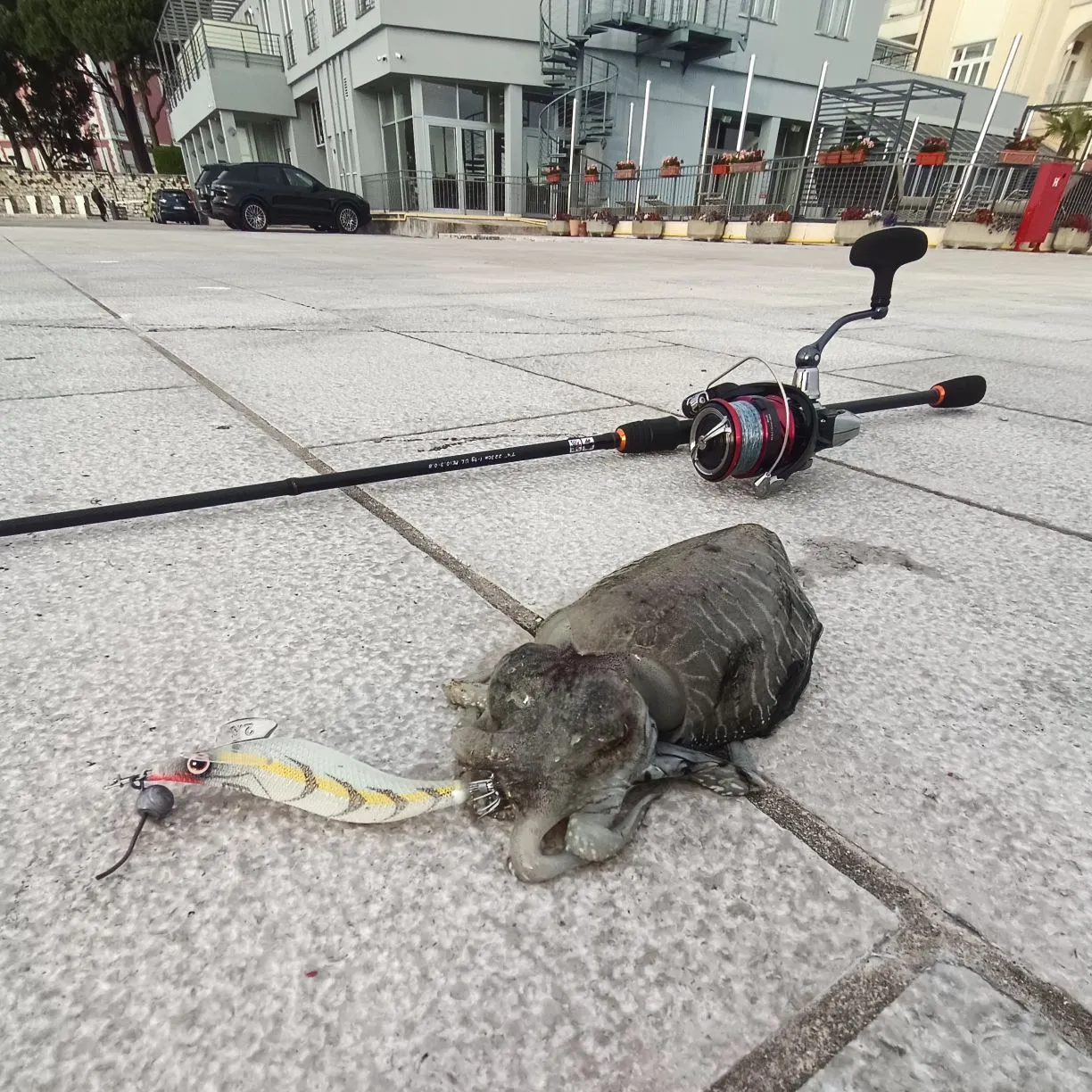 The most recent Common cuttlefish catches on Fishbrain
