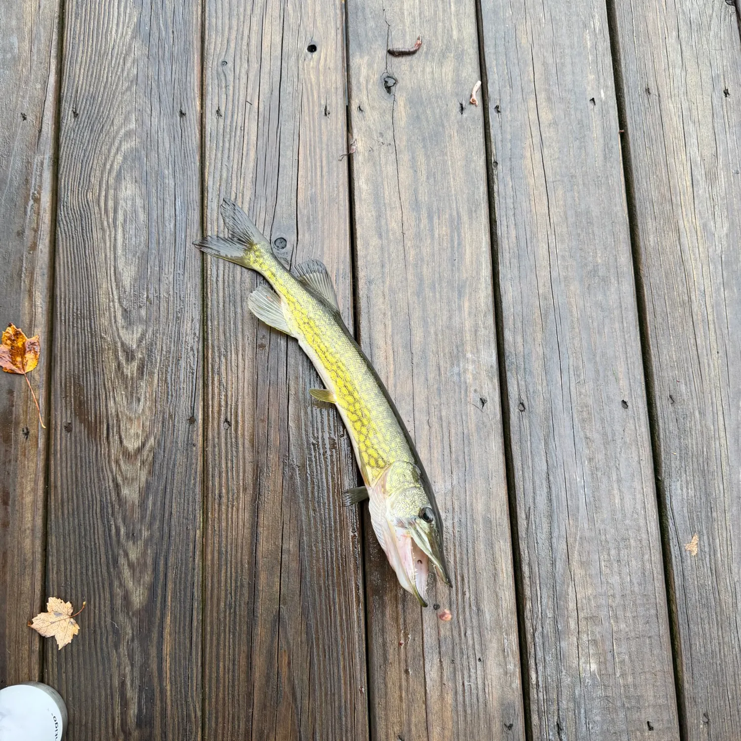 Chain pickerel caught on Fishbrain