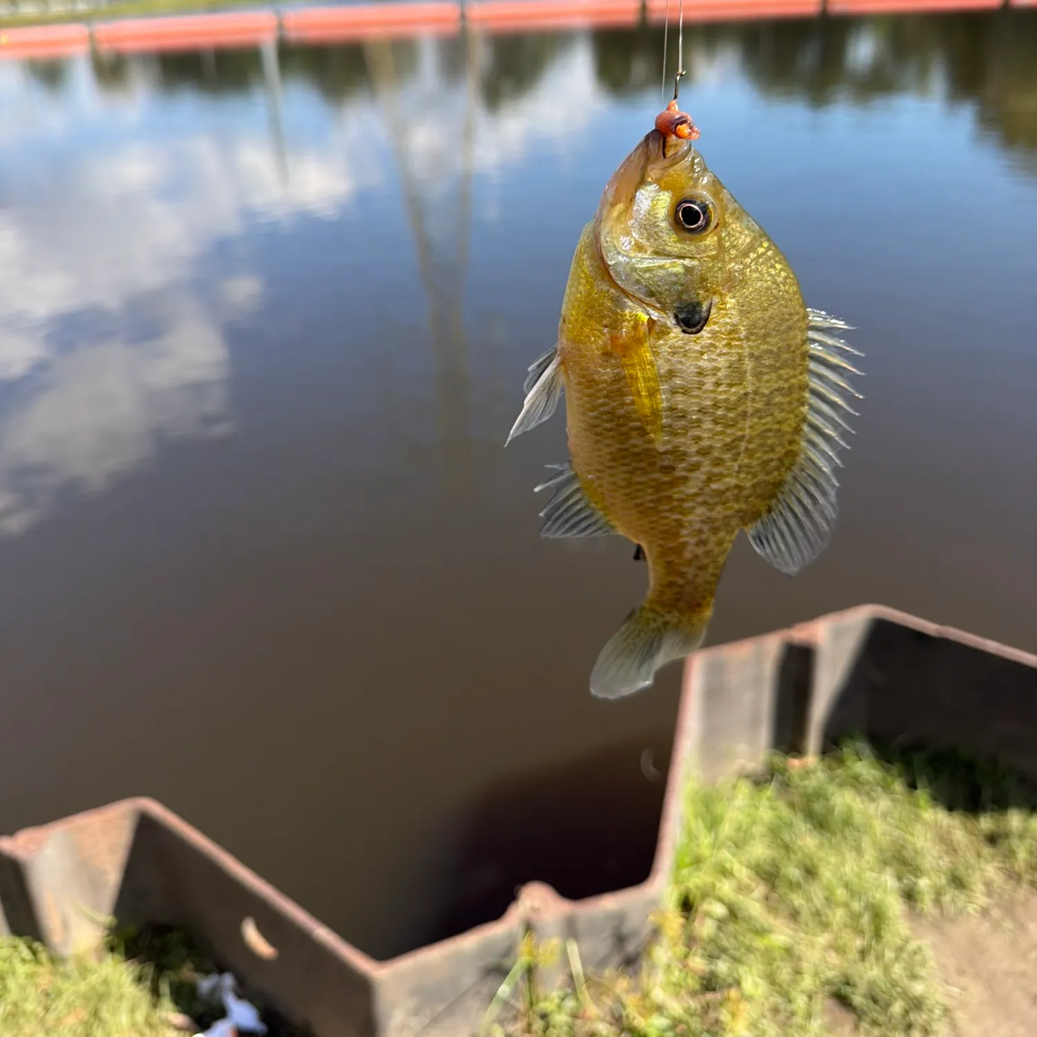 Redbreast sunfish caught on Fishbrain