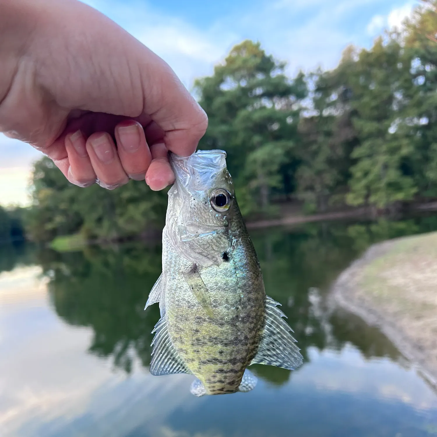 White crappie caught on Fishbrain