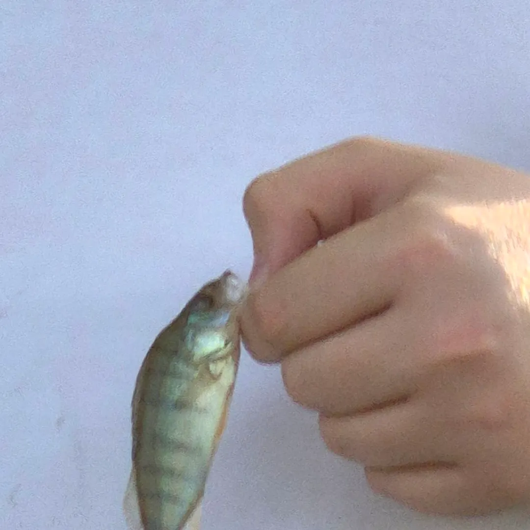European perch caught on Fishbrain