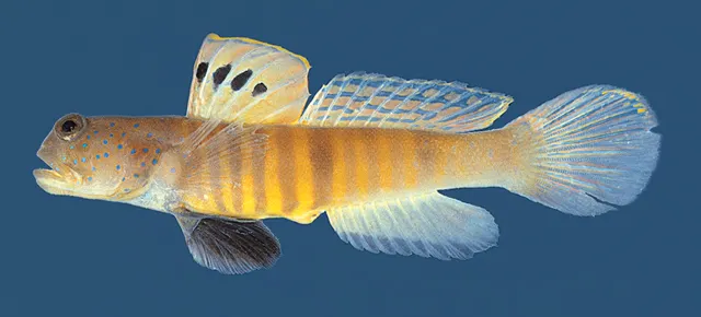 Peacock shrimpgoby