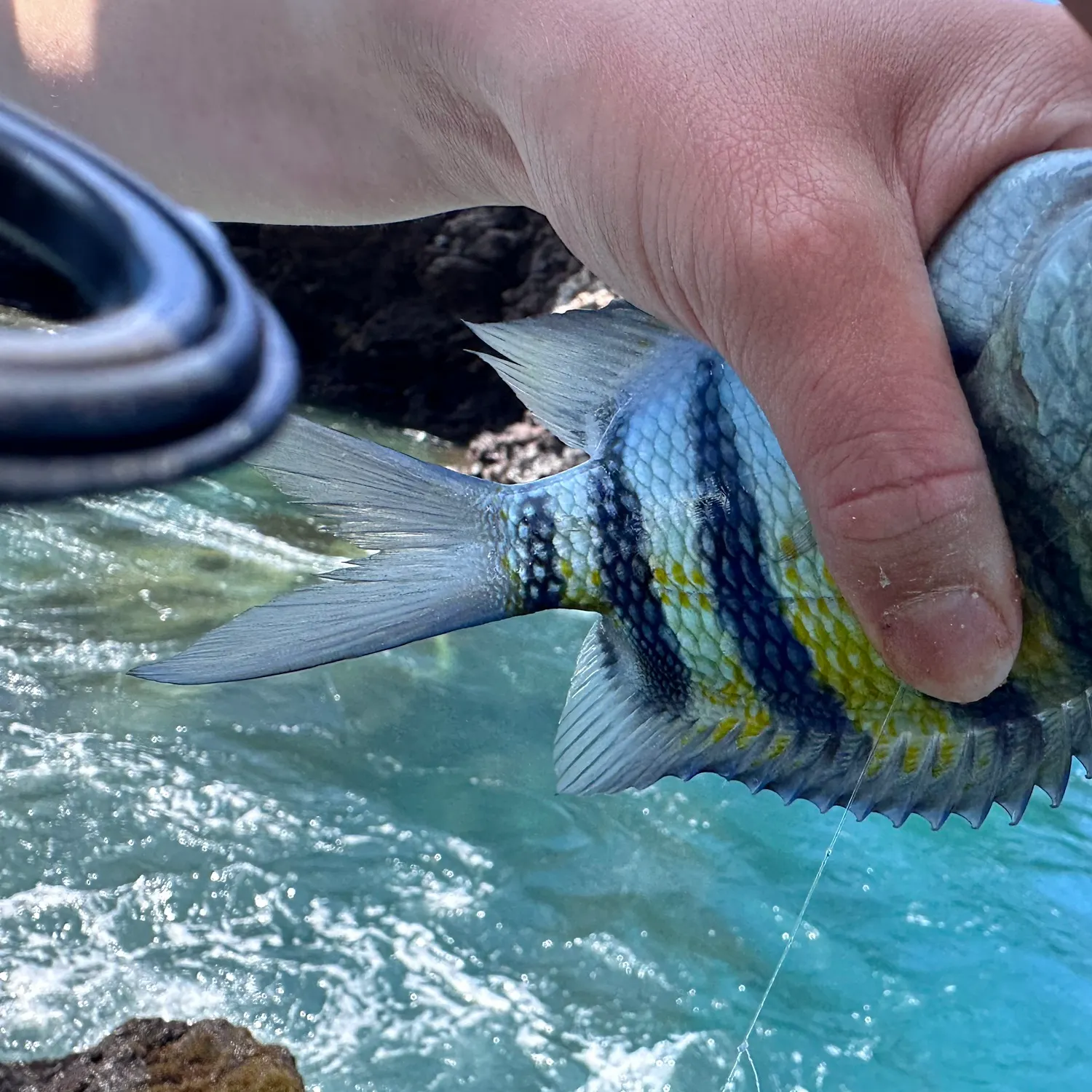 The most recent Hawaiian sergeant major catches on Fishbrain