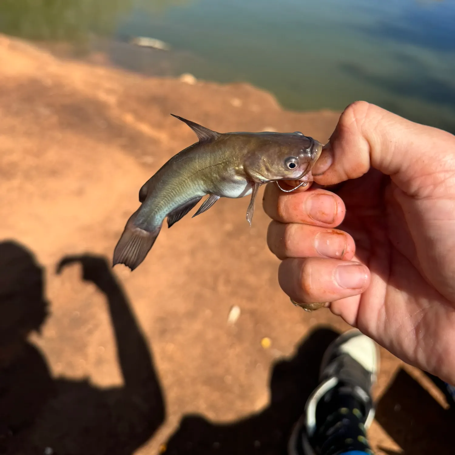 Black bullhead caught on Fishbrain