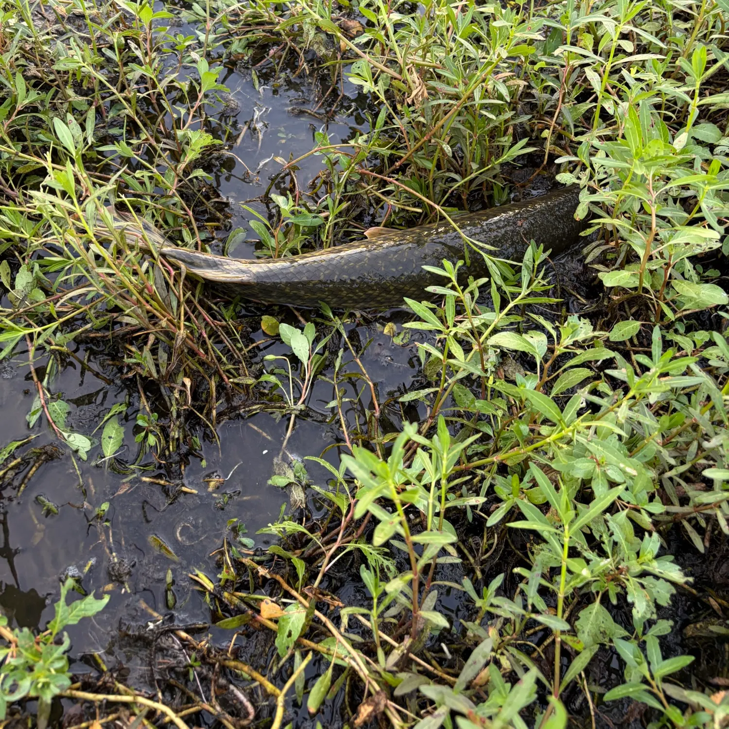 Spotted gar caught on Fishbrain