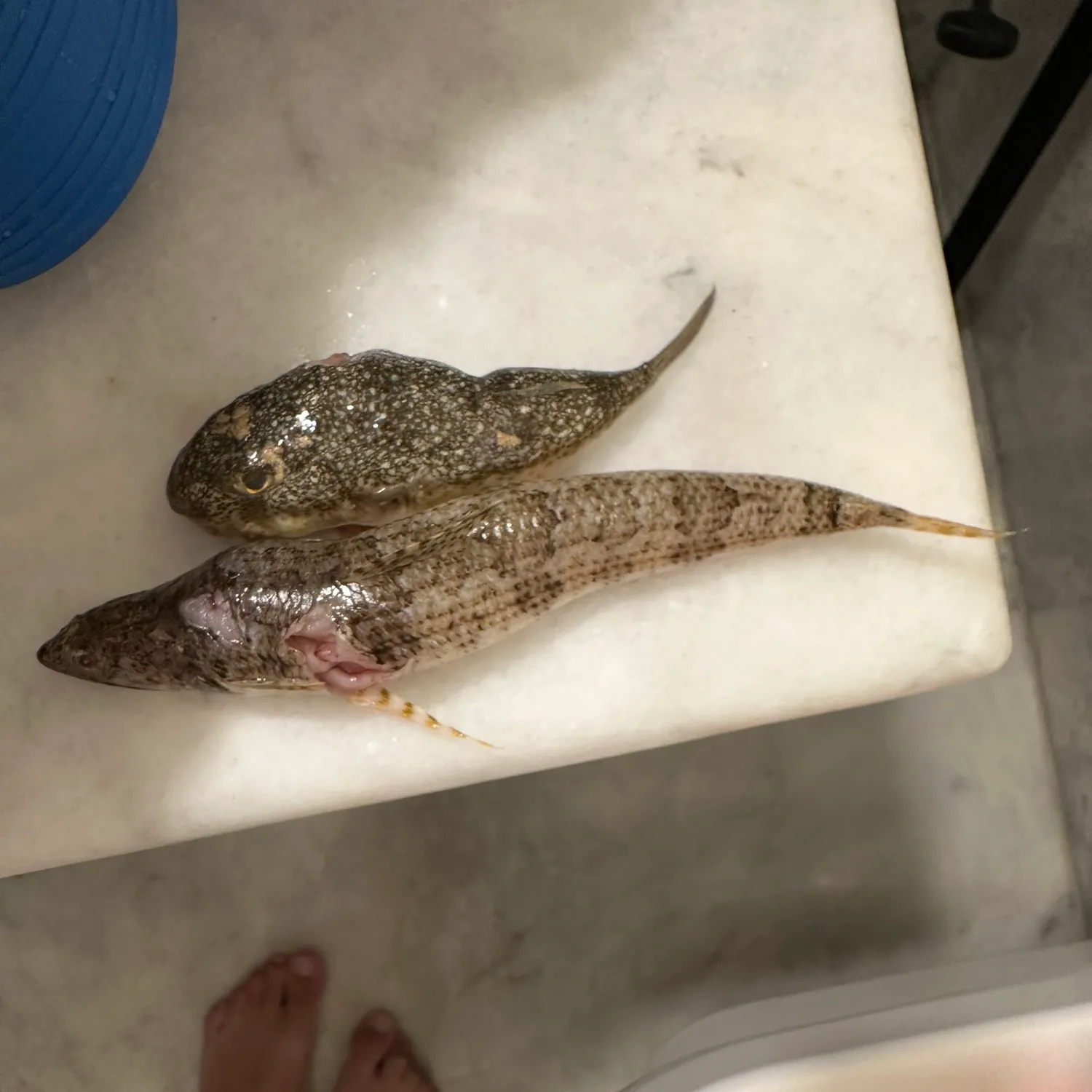 The most recent Yellow-stripe toadfish catches on Fishbrain
