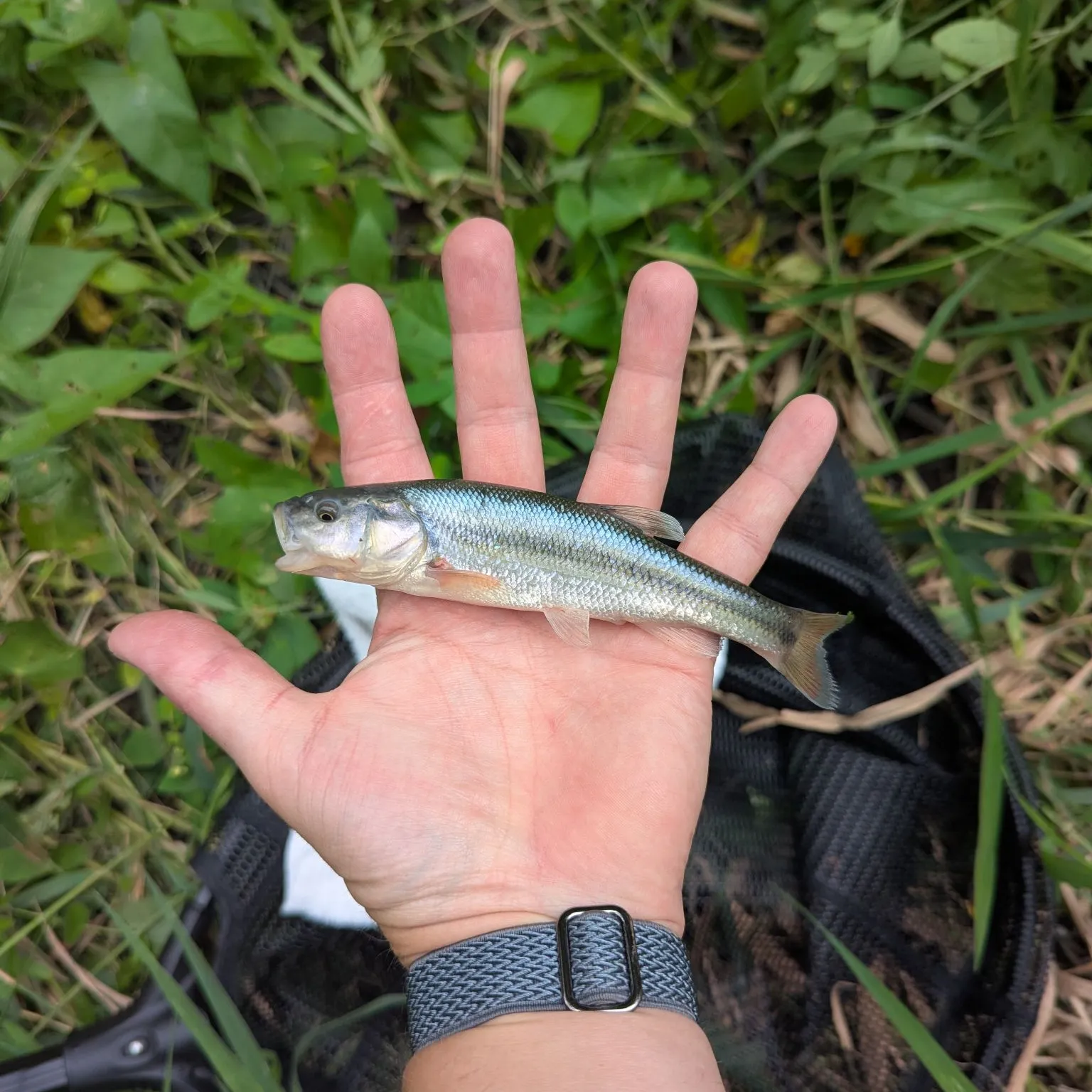 The most recent Creek chub catches on Fishbrain