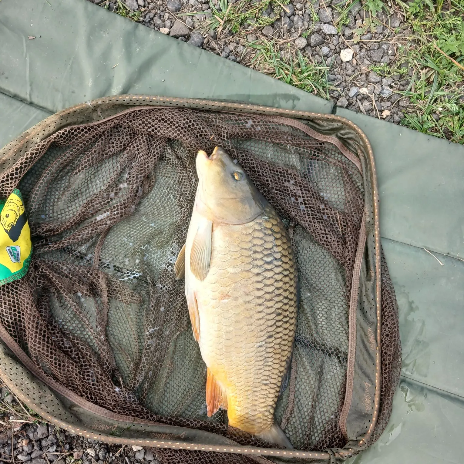 Common carp caught on Fishbrain