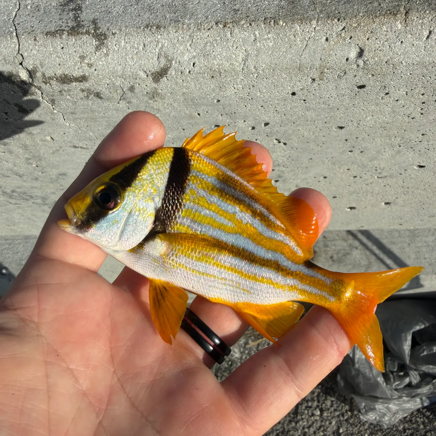 Atlantic porkfish caught on Fishbrain