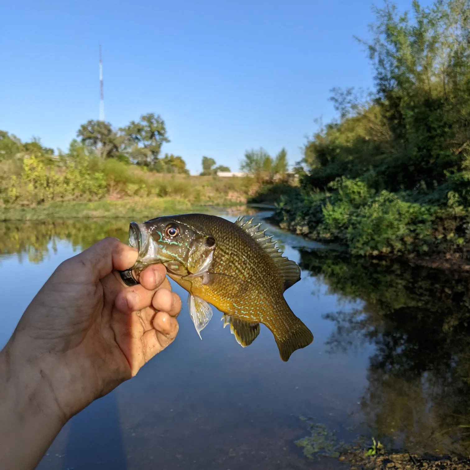 Green sunfish caught on Fishbrain