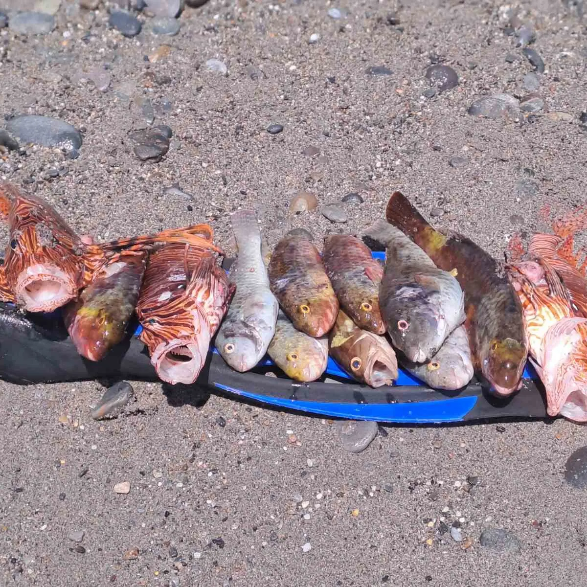 recently logged catches