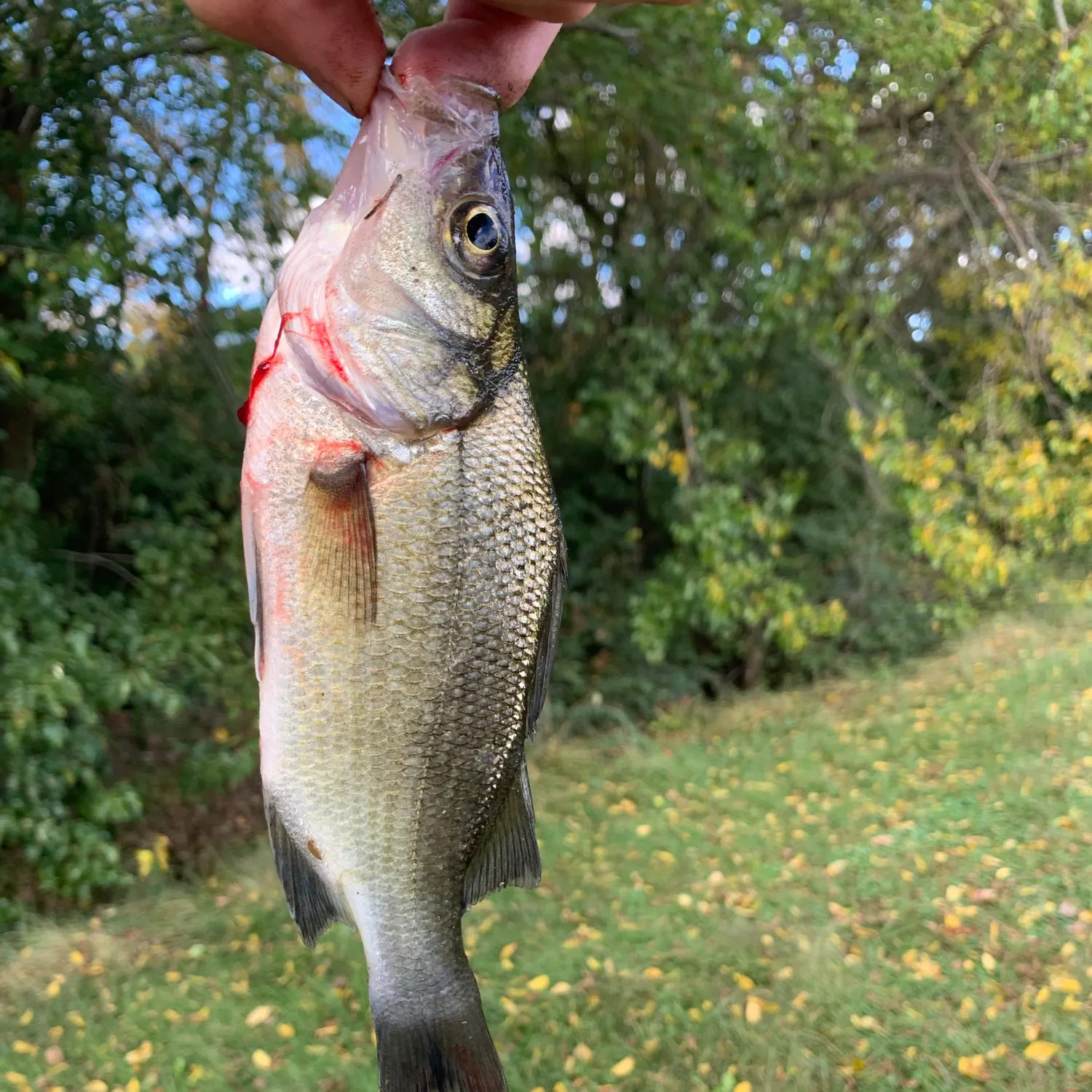 White perch caught on Fishbrain