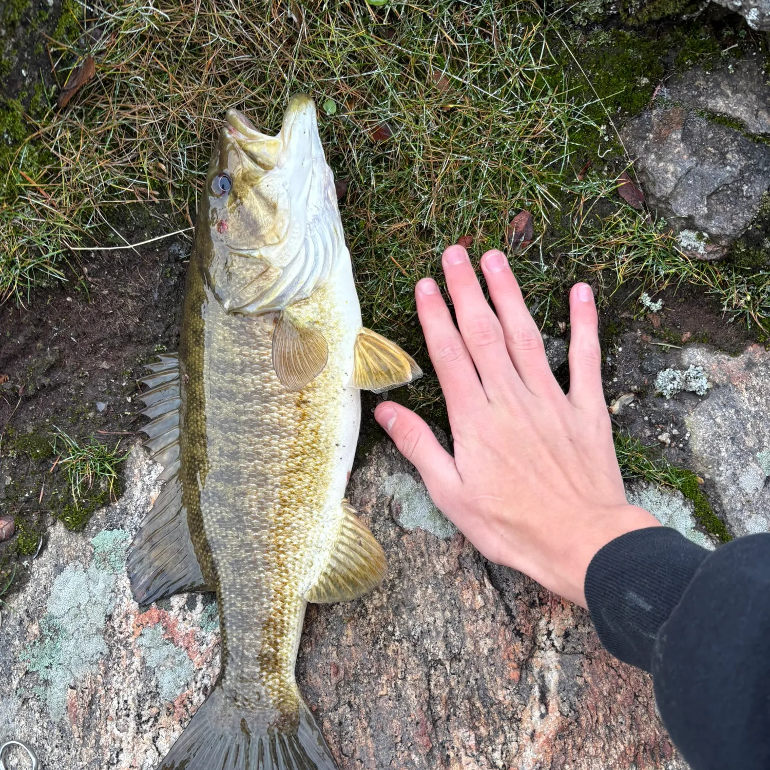 The most recent Smallmouth bass catches on Fishbrain