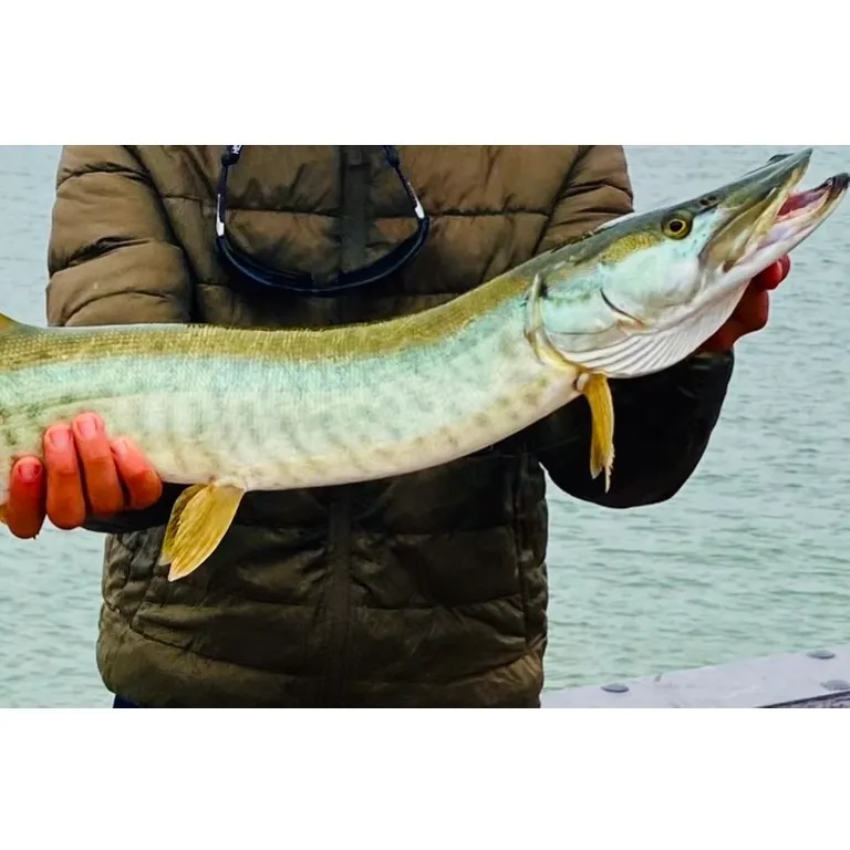 The most recent Muskellunge catches on Fishbrain