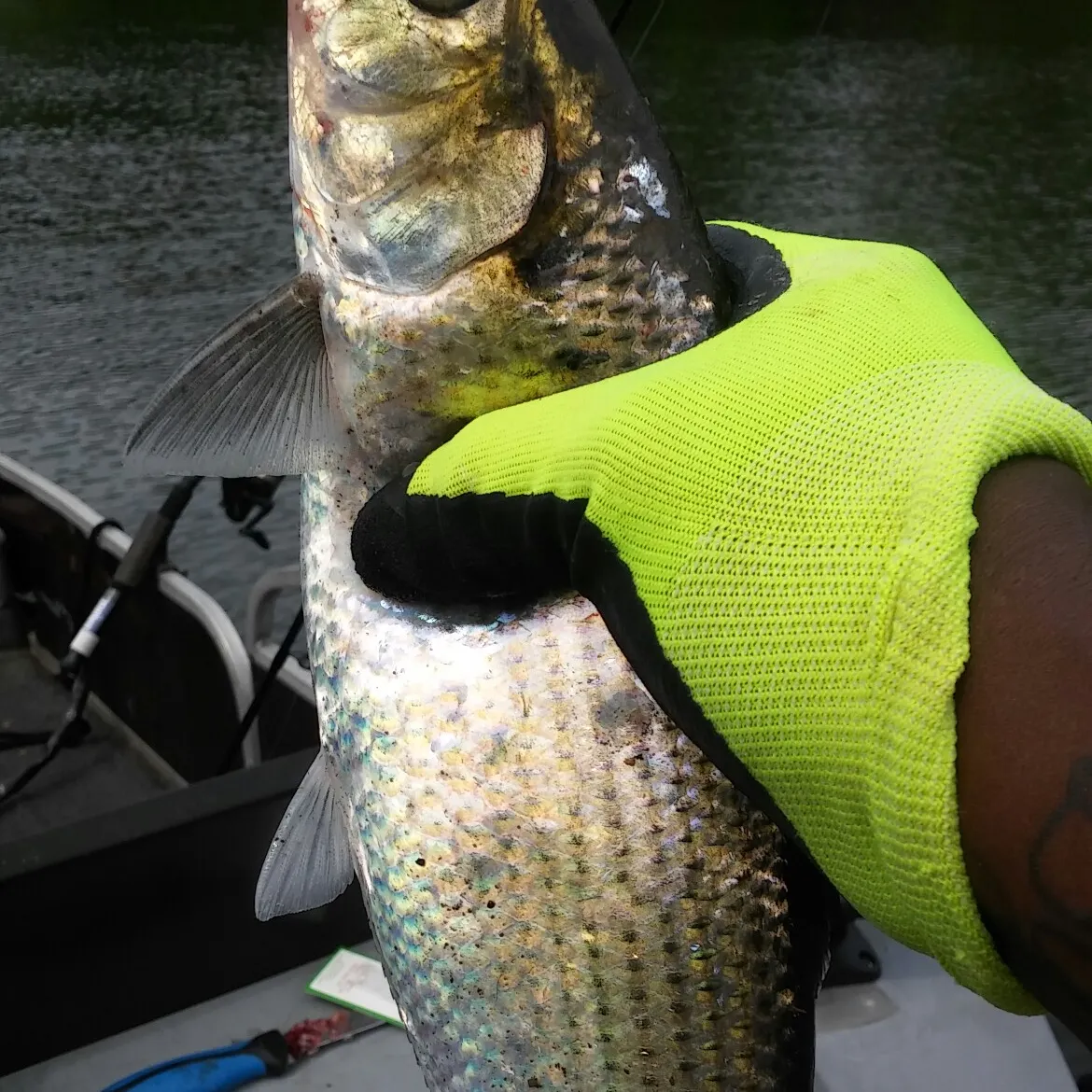 angler catch