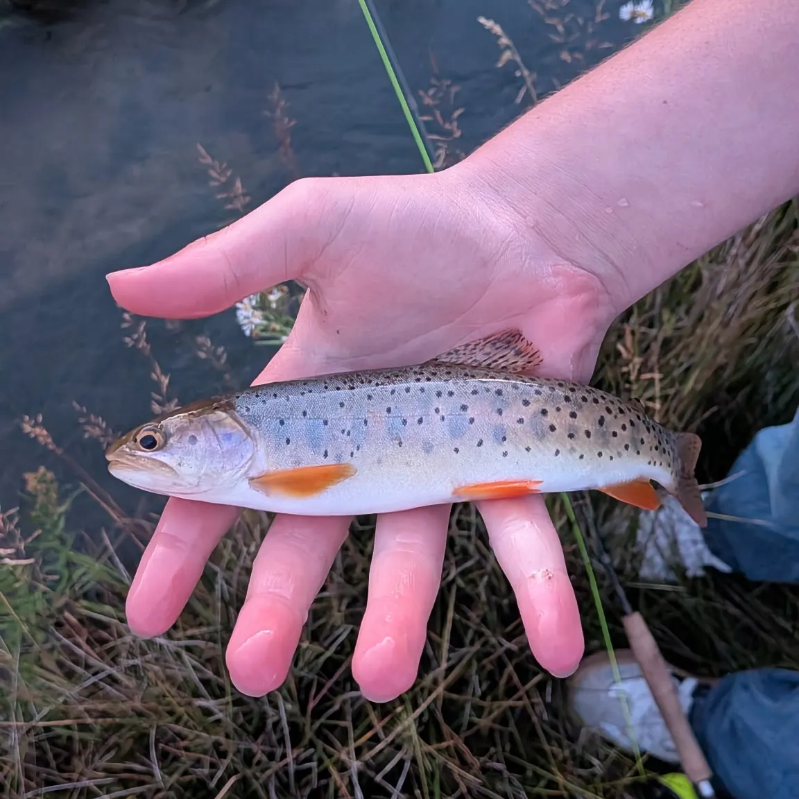 Bonneville cutthroat trout caught on Fishbrain