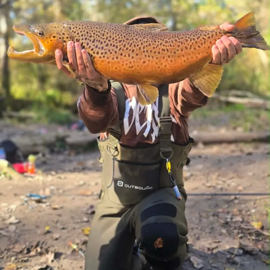 Brown trout caught on Fishbrain