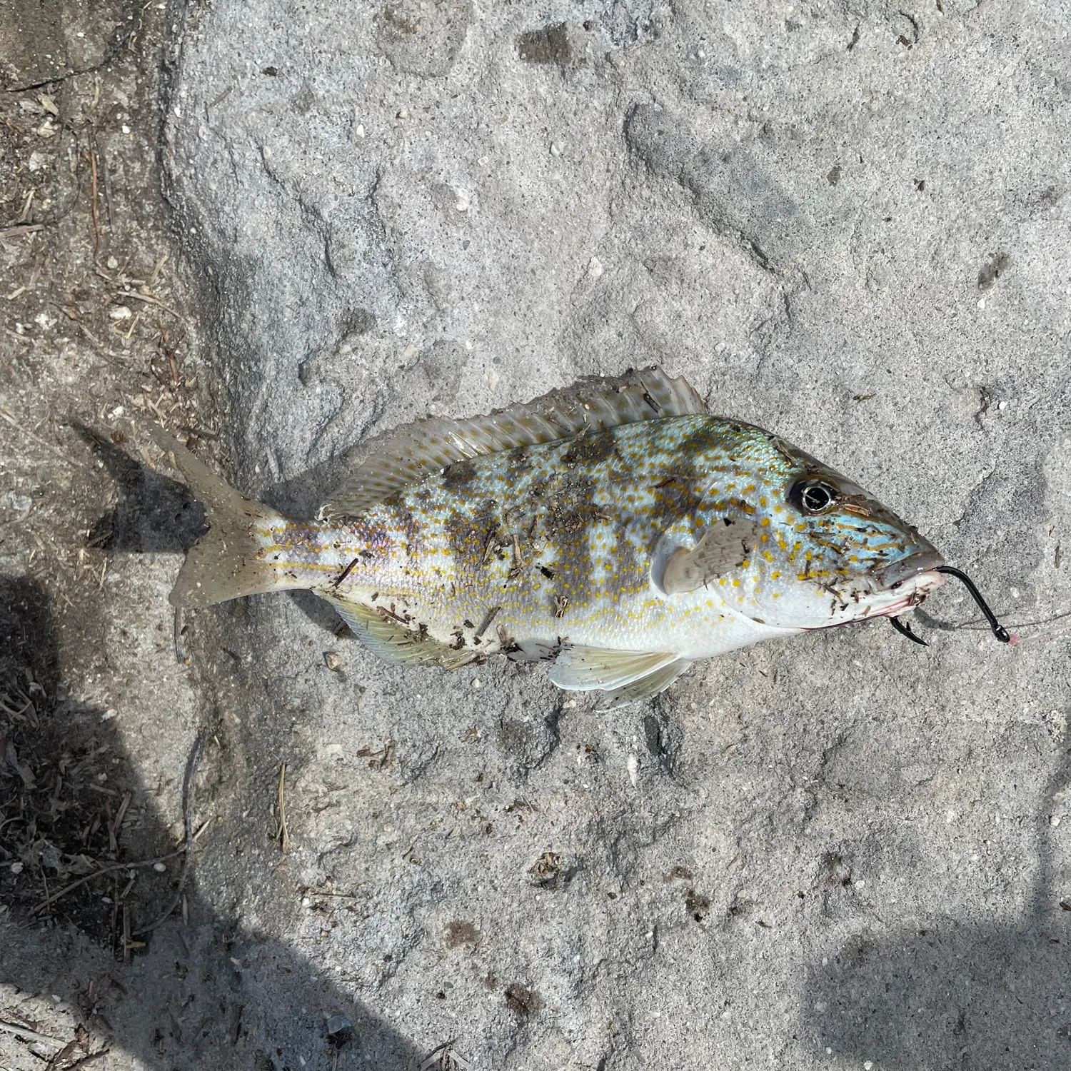 The most recent Pigfish catches on Fishbrain