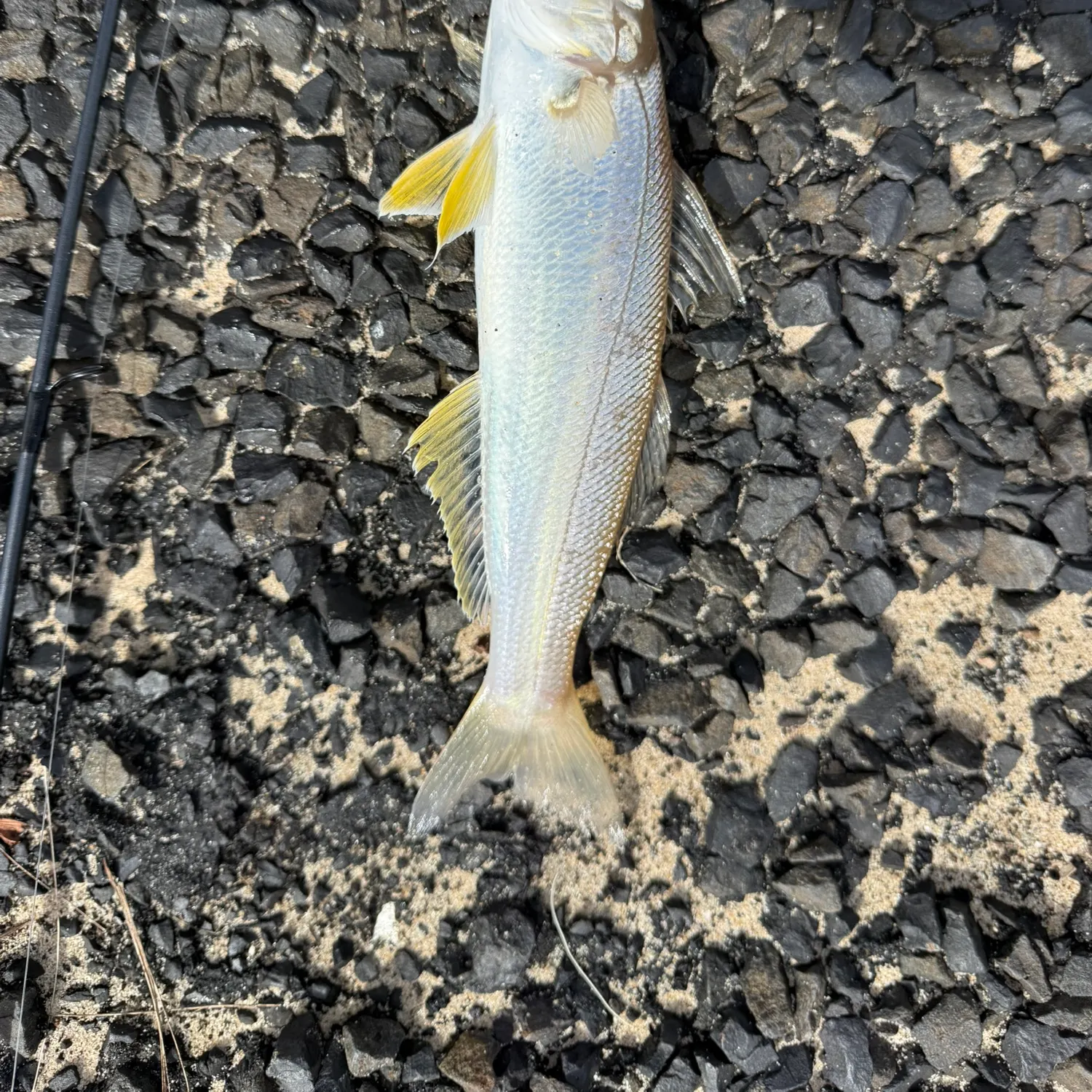 The most recent Sand sillago catches on Fishbrain
