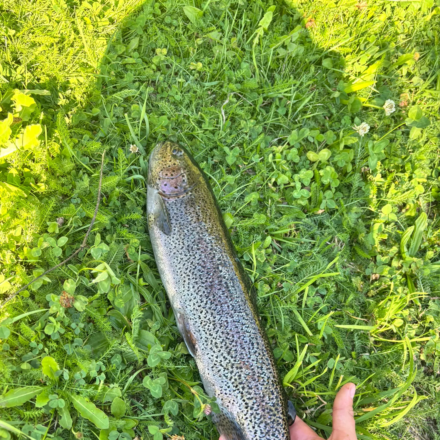 Rainbow trout caught on Fishbrain
