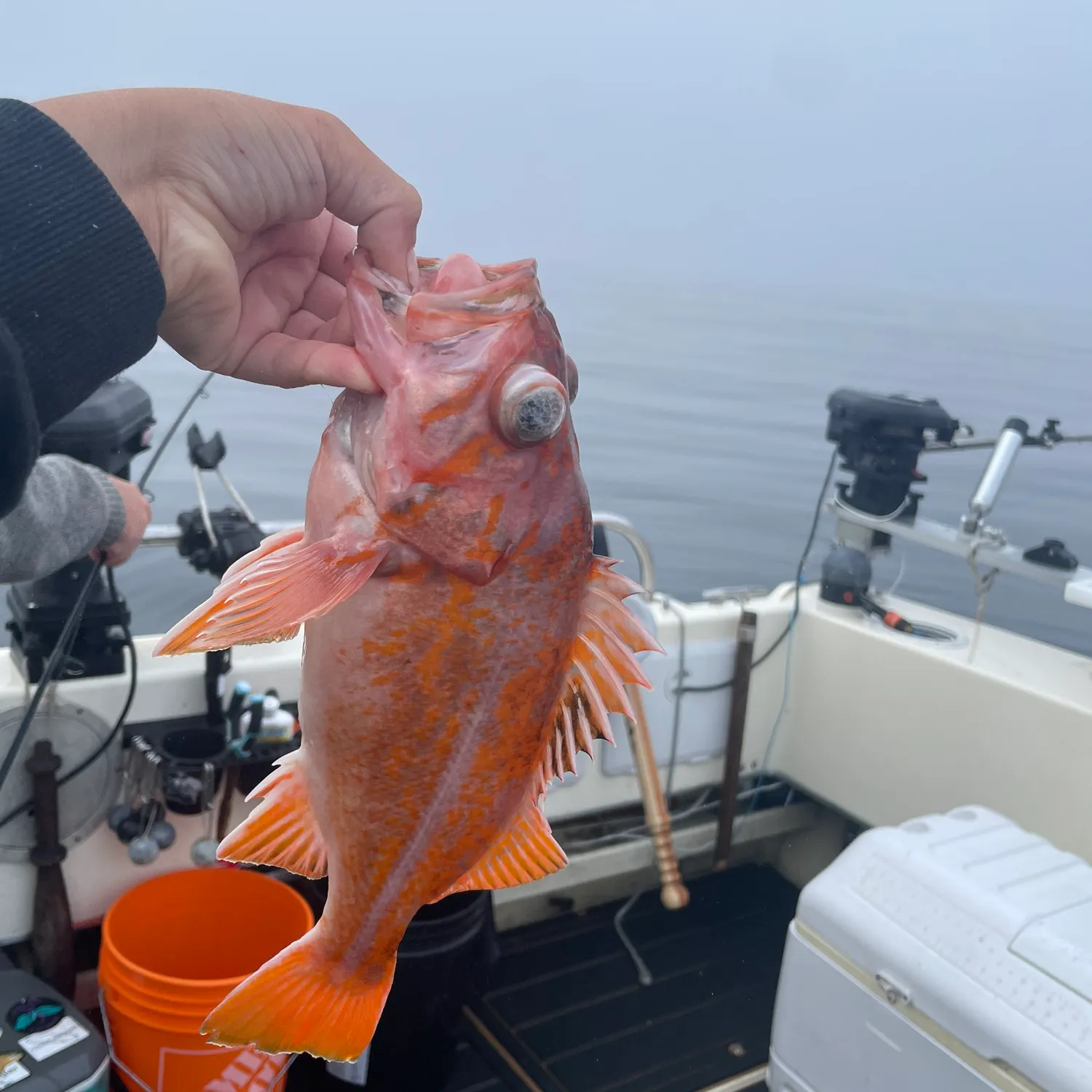 The most recent Canary rockfish catches on Fishbrain