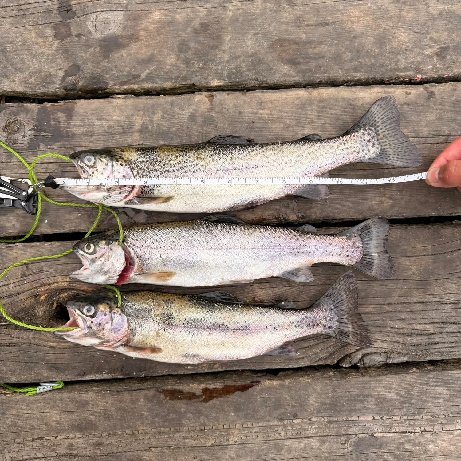 recently logged catches