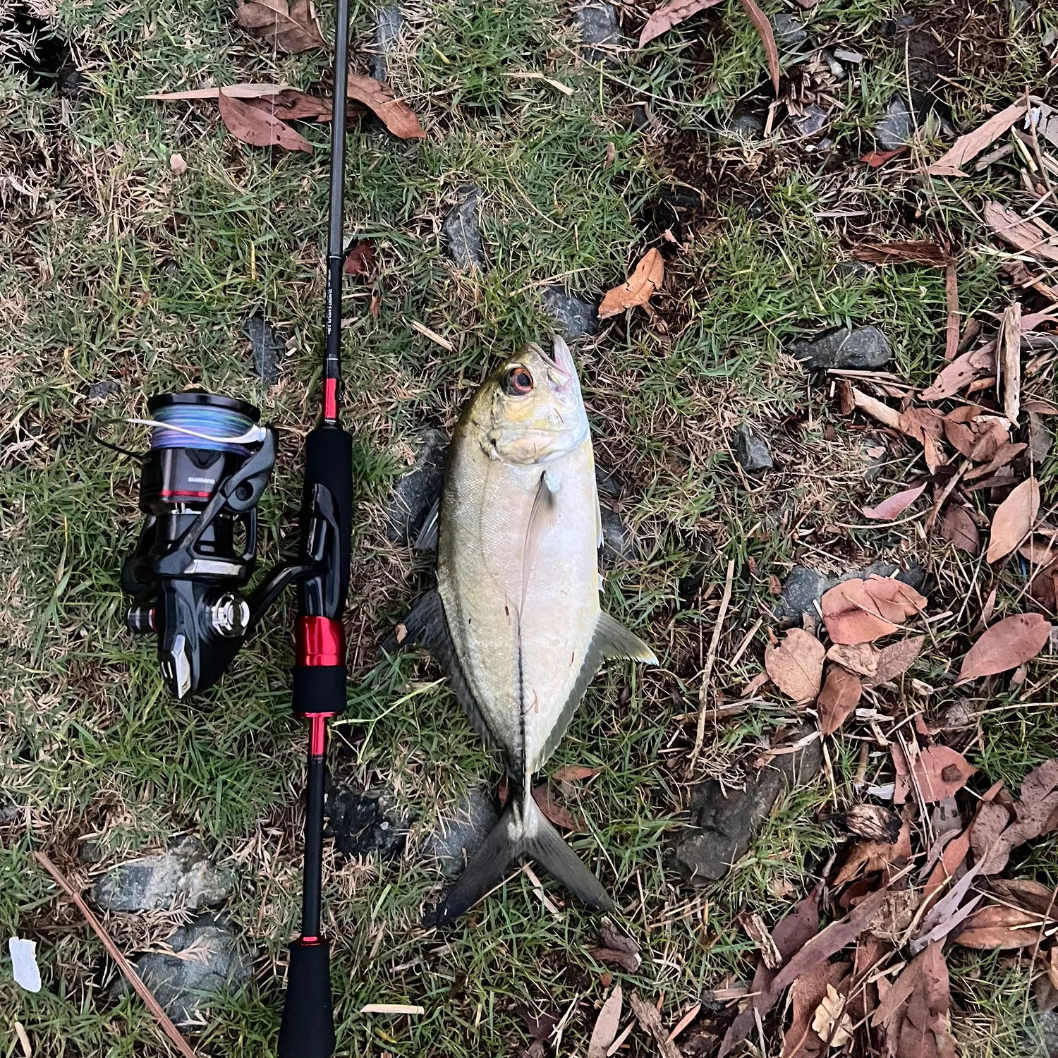 The most recent Pacific crevalle jack catches on Fishbrain