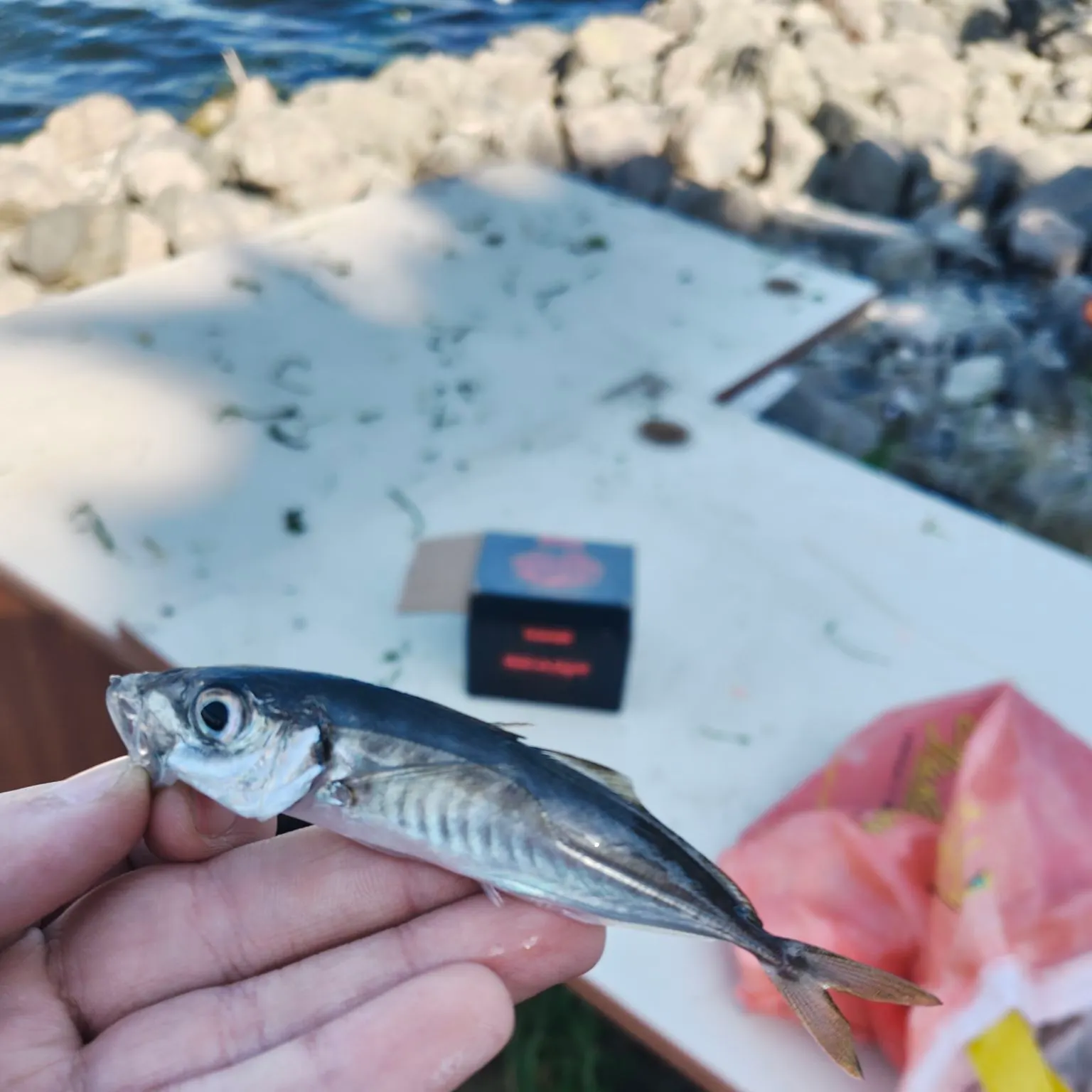 The most recent Mediterranean horse mackerel catches on Fishbrain