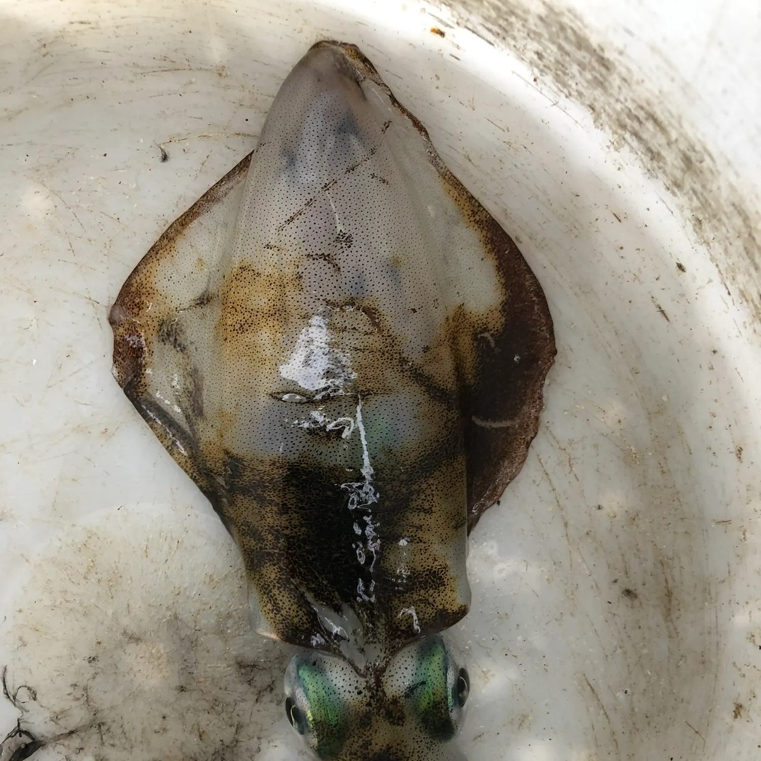 The most recent Southern calamari catches on Fishbrain