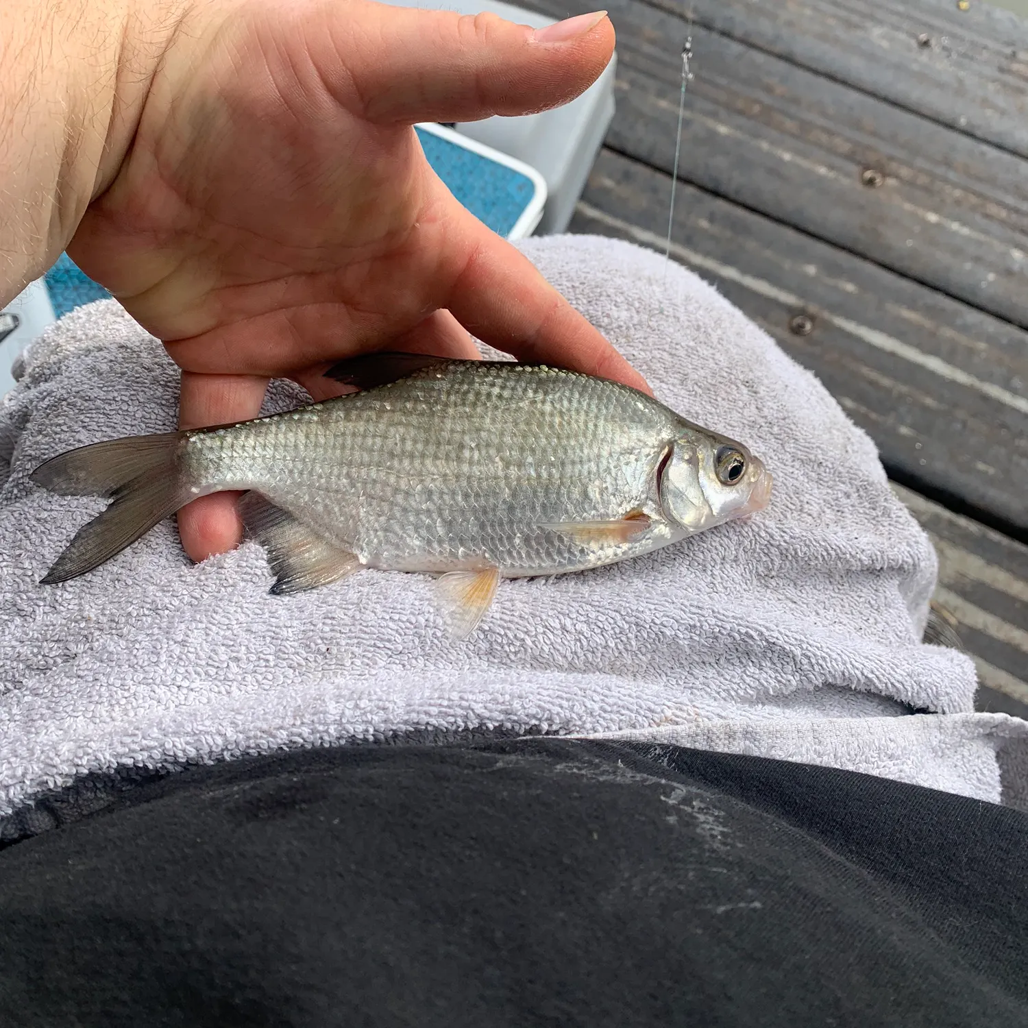 angler catch