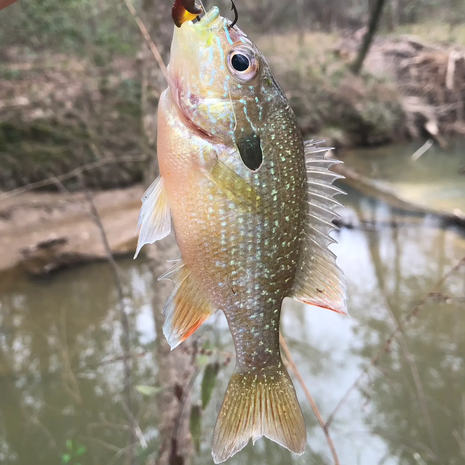 The most recent Dollar sunfish catches on Fishbrain