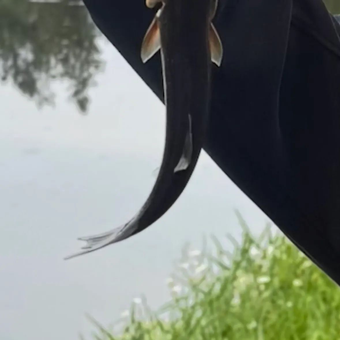 Fish caught on Fishbrain